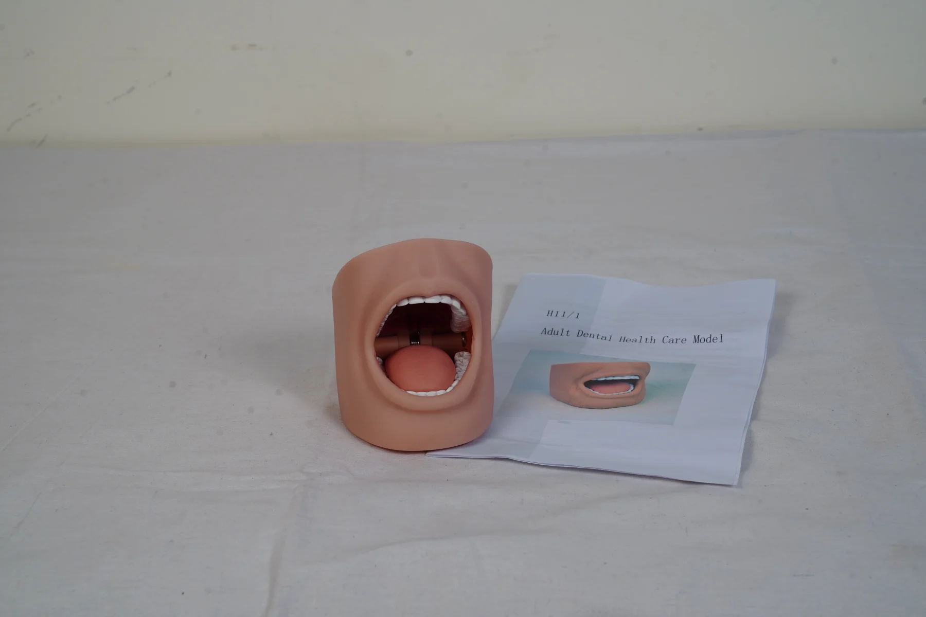 Adult Dental Health Care Model thumbnail 3