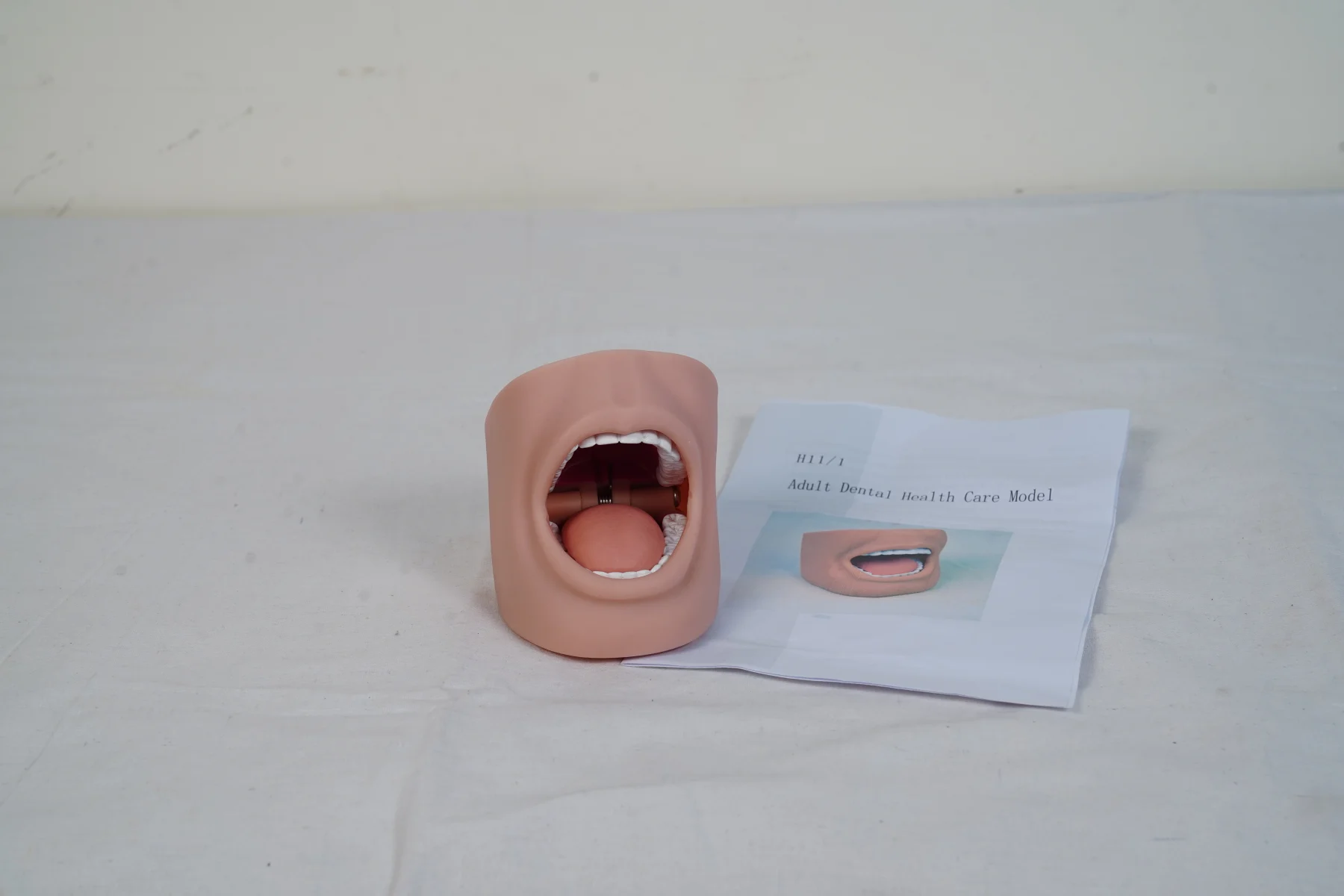 Adult Dental Health Care Model thumbnail 2