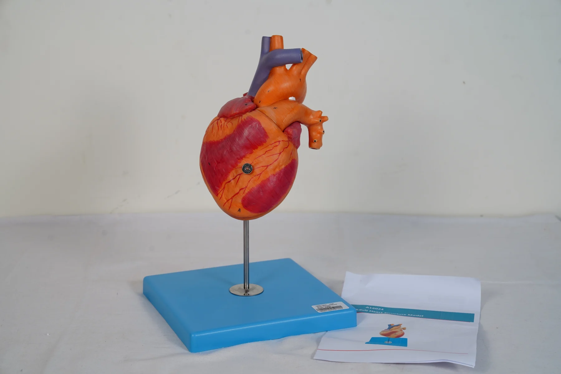 Adult Heart Structure Model thumbnail 3