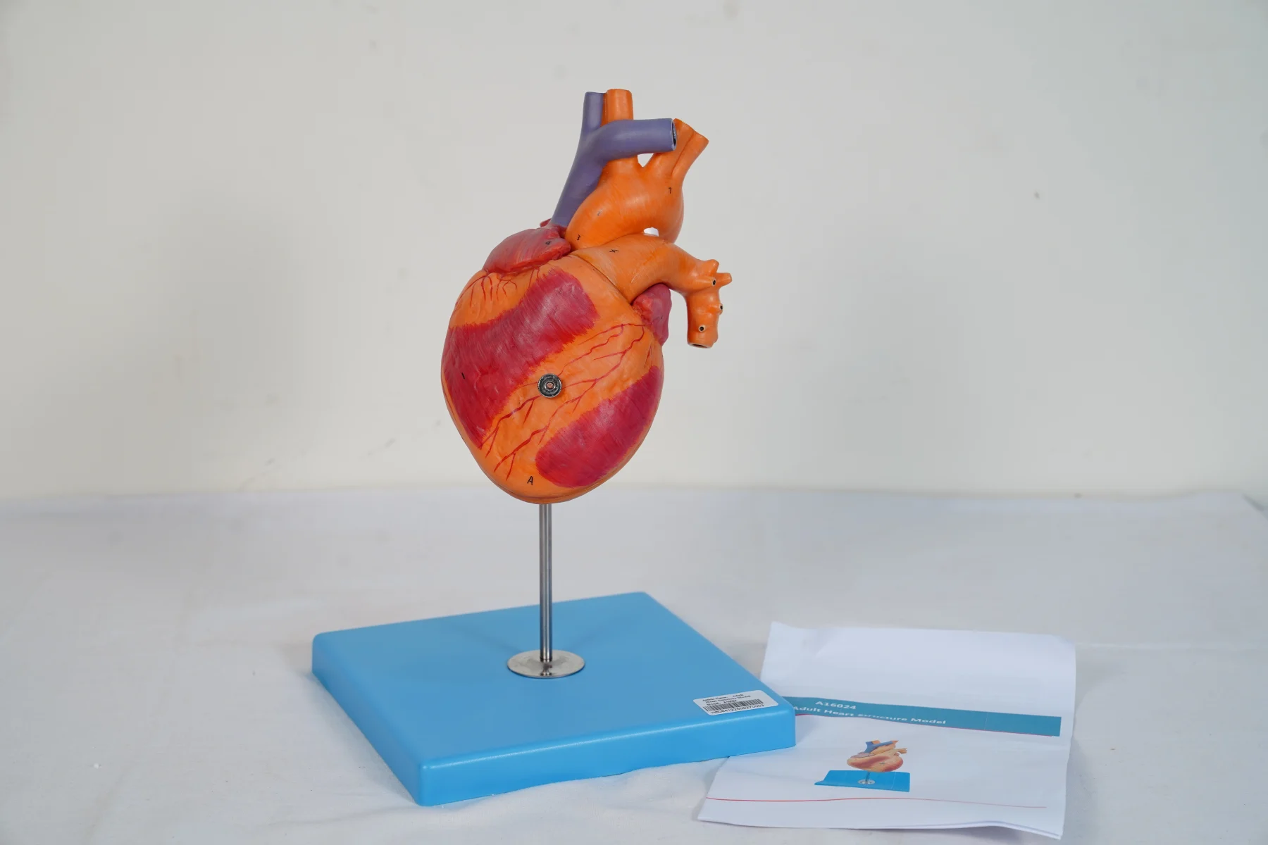Adult Heart Structure Model