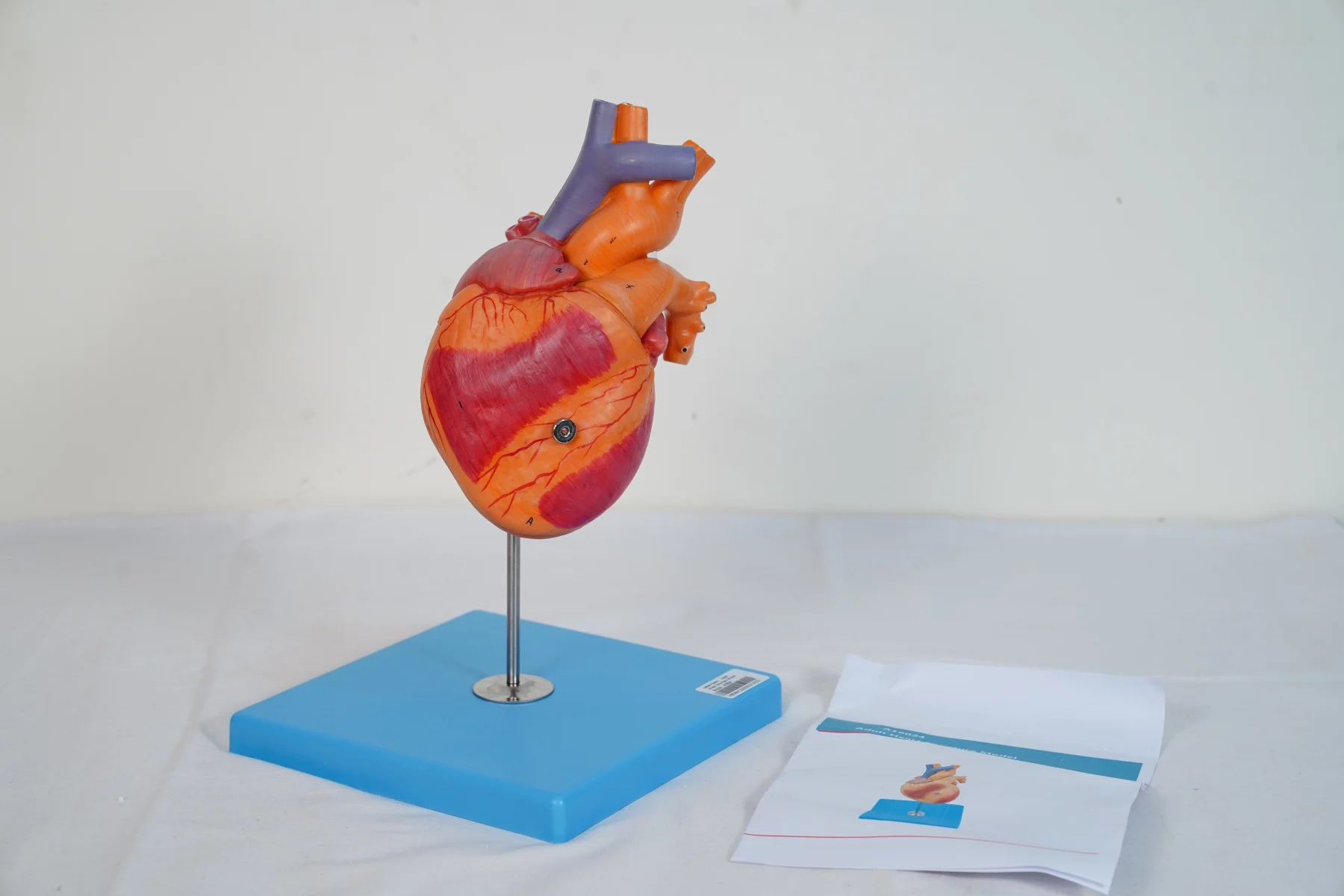 Adult Heart Structure Model thumbnail 2