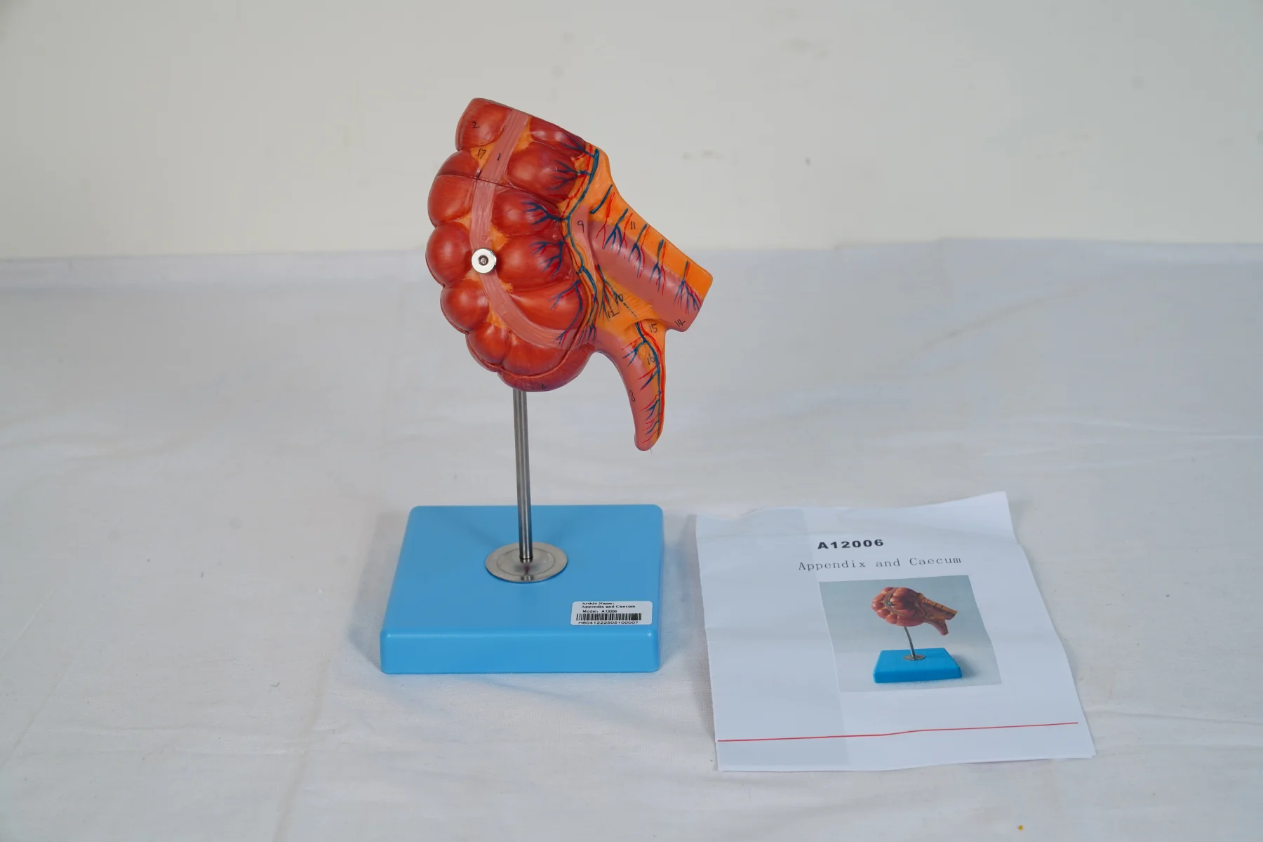 Appendix and Caecum thumbnail 3