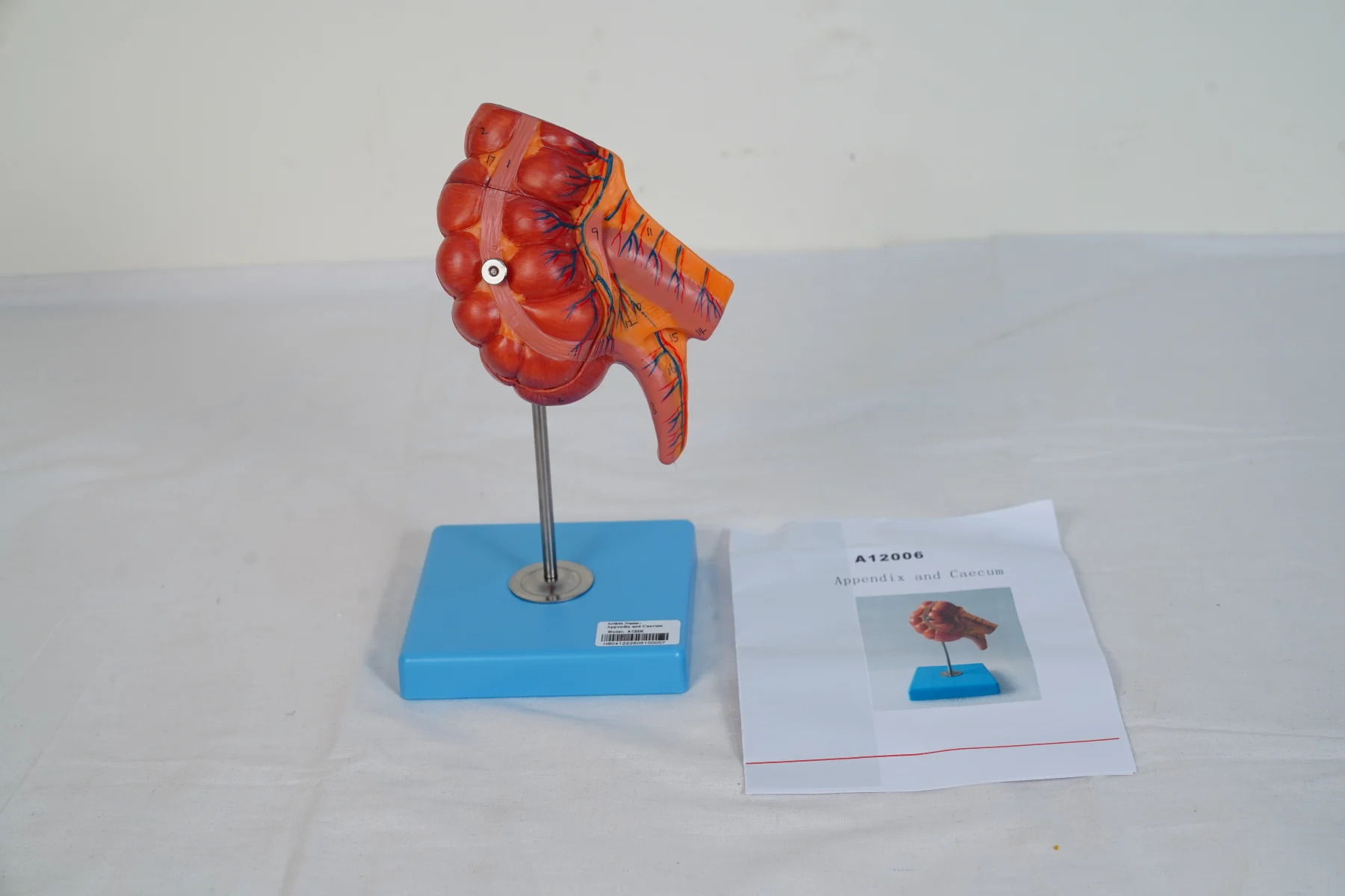 Appendix and Caecum
