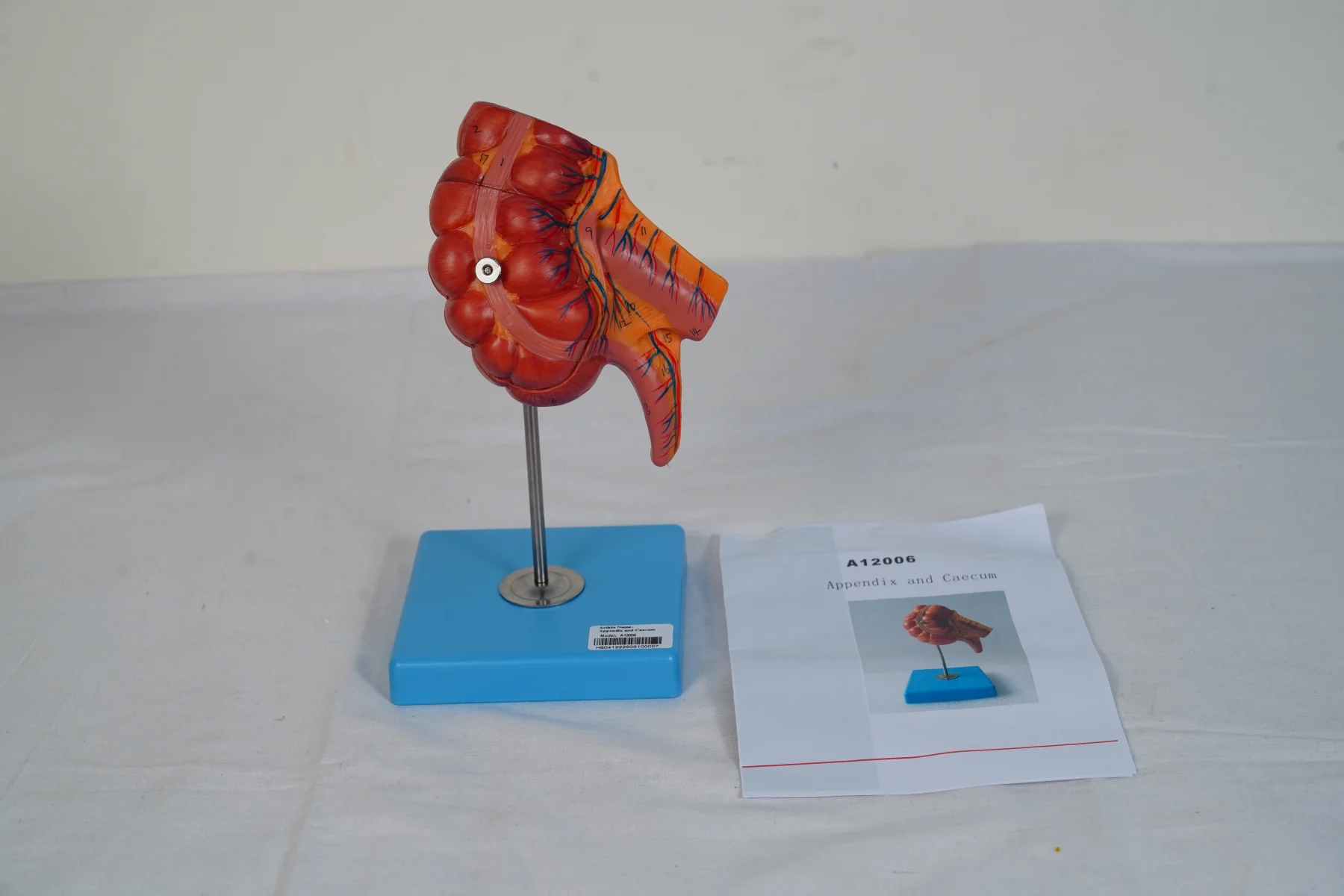Appendix and Caecum thumbnail 2