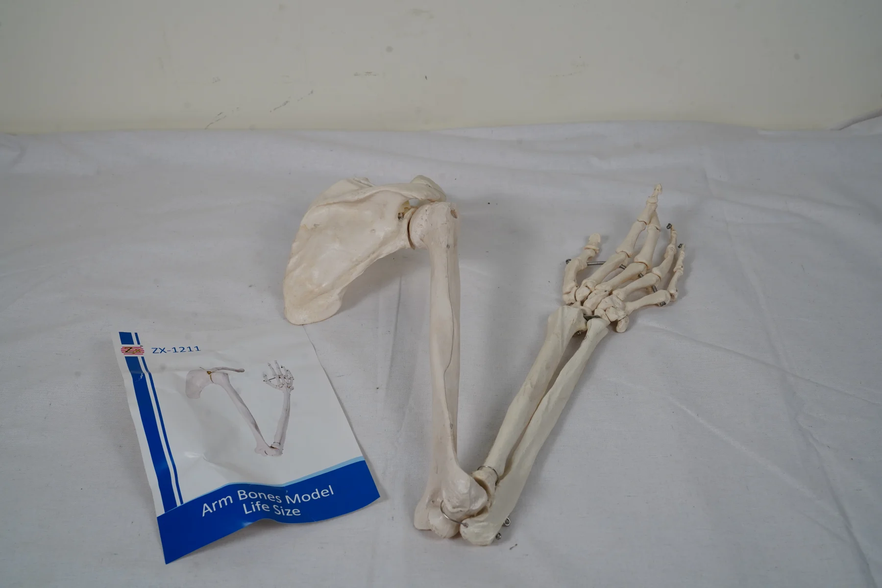 Arm Bones Model Life Size thumbnail 5