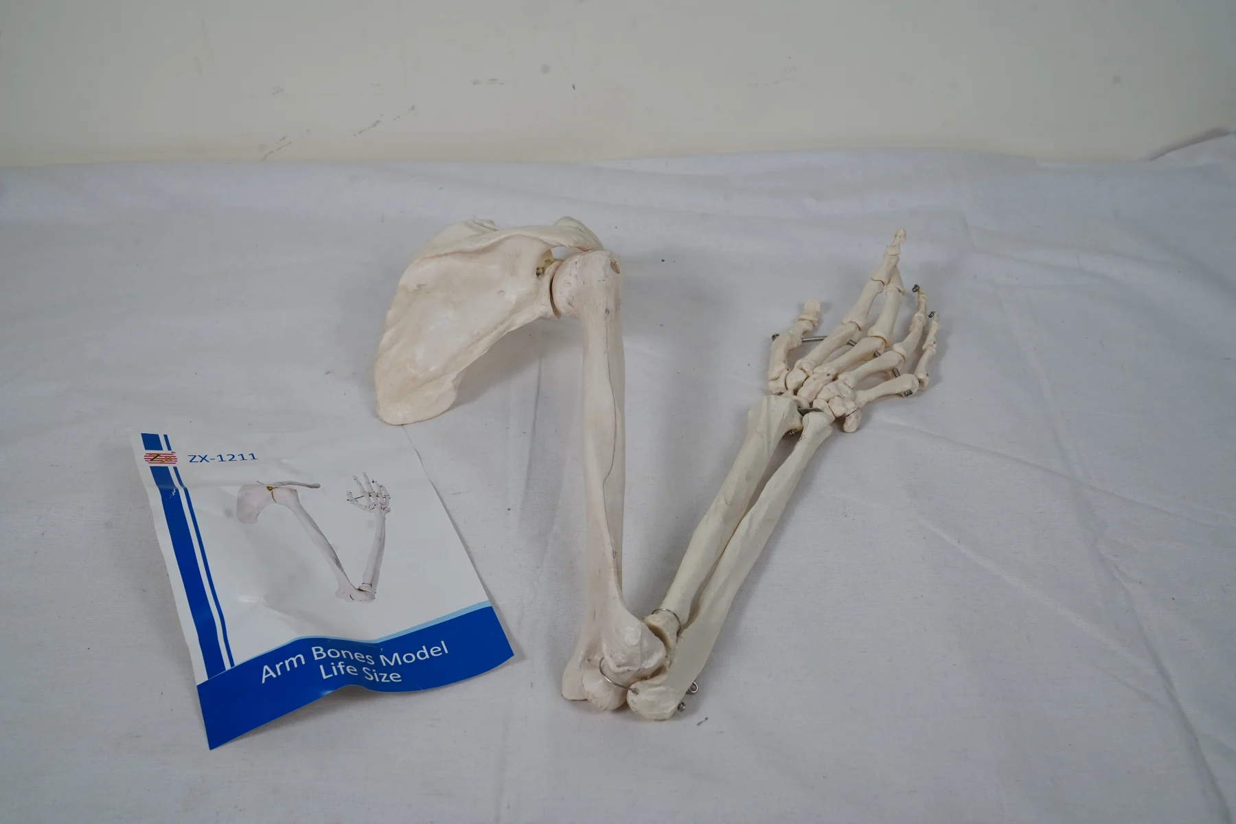 Arm Bones Model Life Size