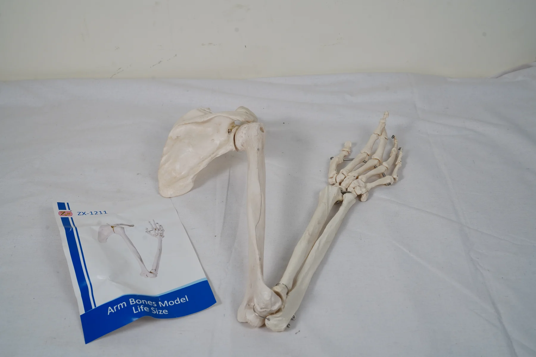 Arm Bones Model Life Size thumbnail 2