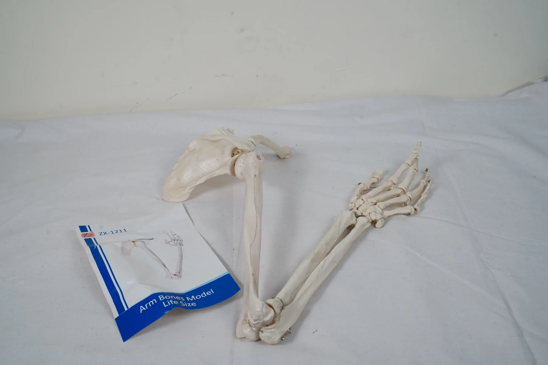 Arm Bones Model Life Size thumbnail 3