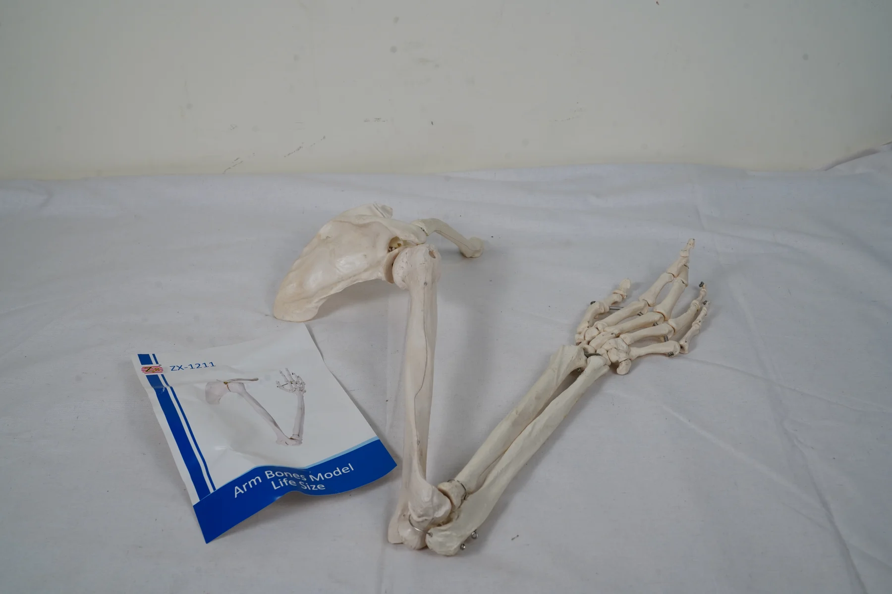 Arm Bones Model Life Size thumbnail 4