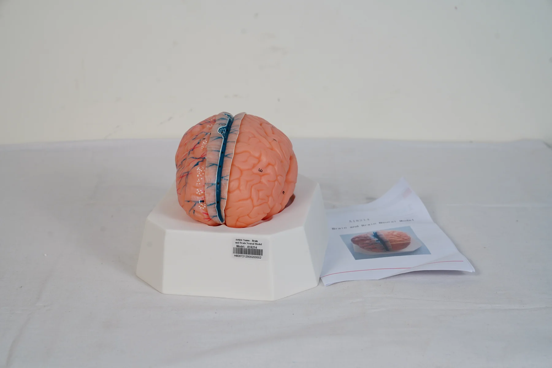 Brain and Brain Neural Model thumbnail 5
