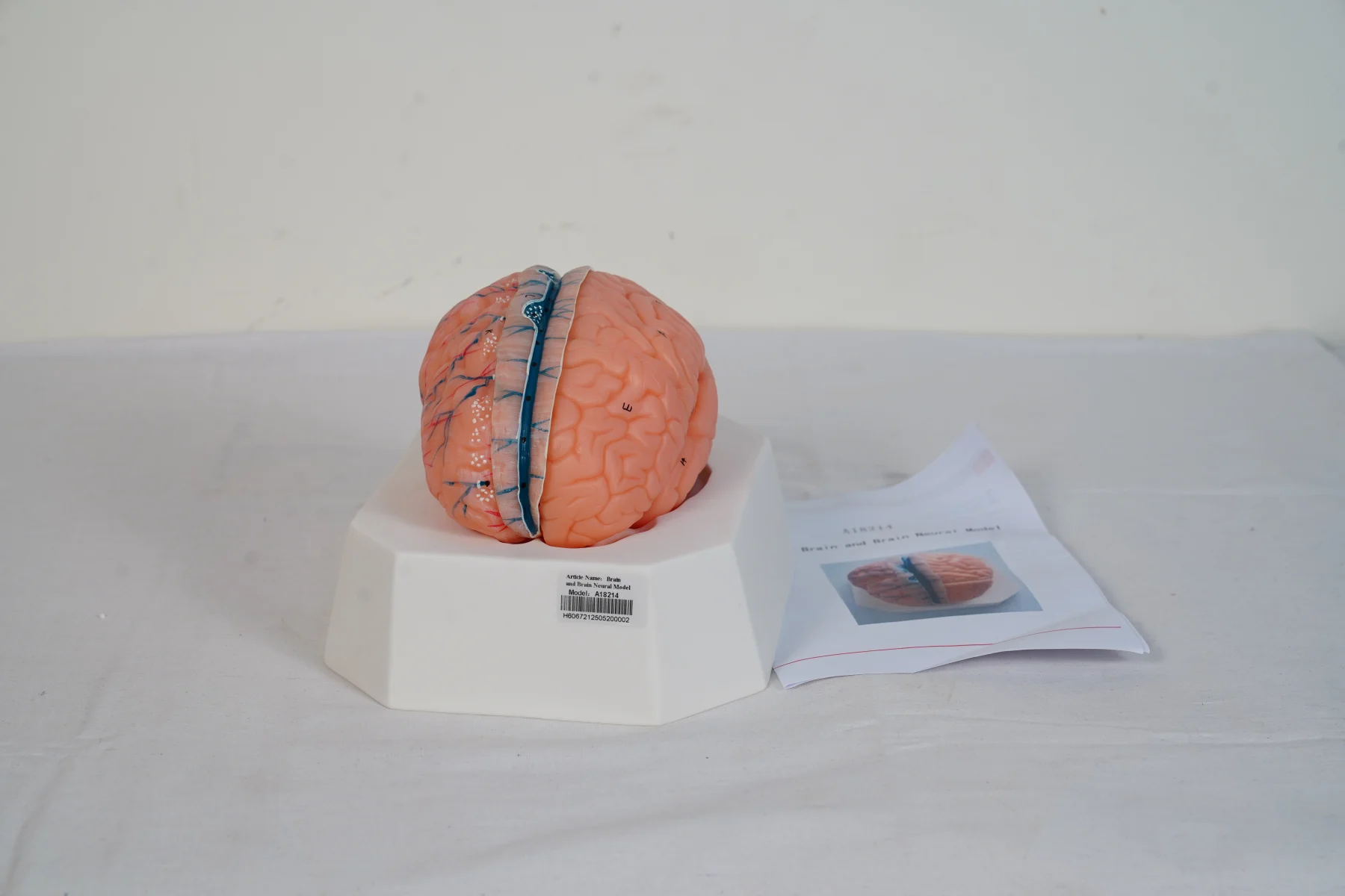 Brain and Brain Neural Model
