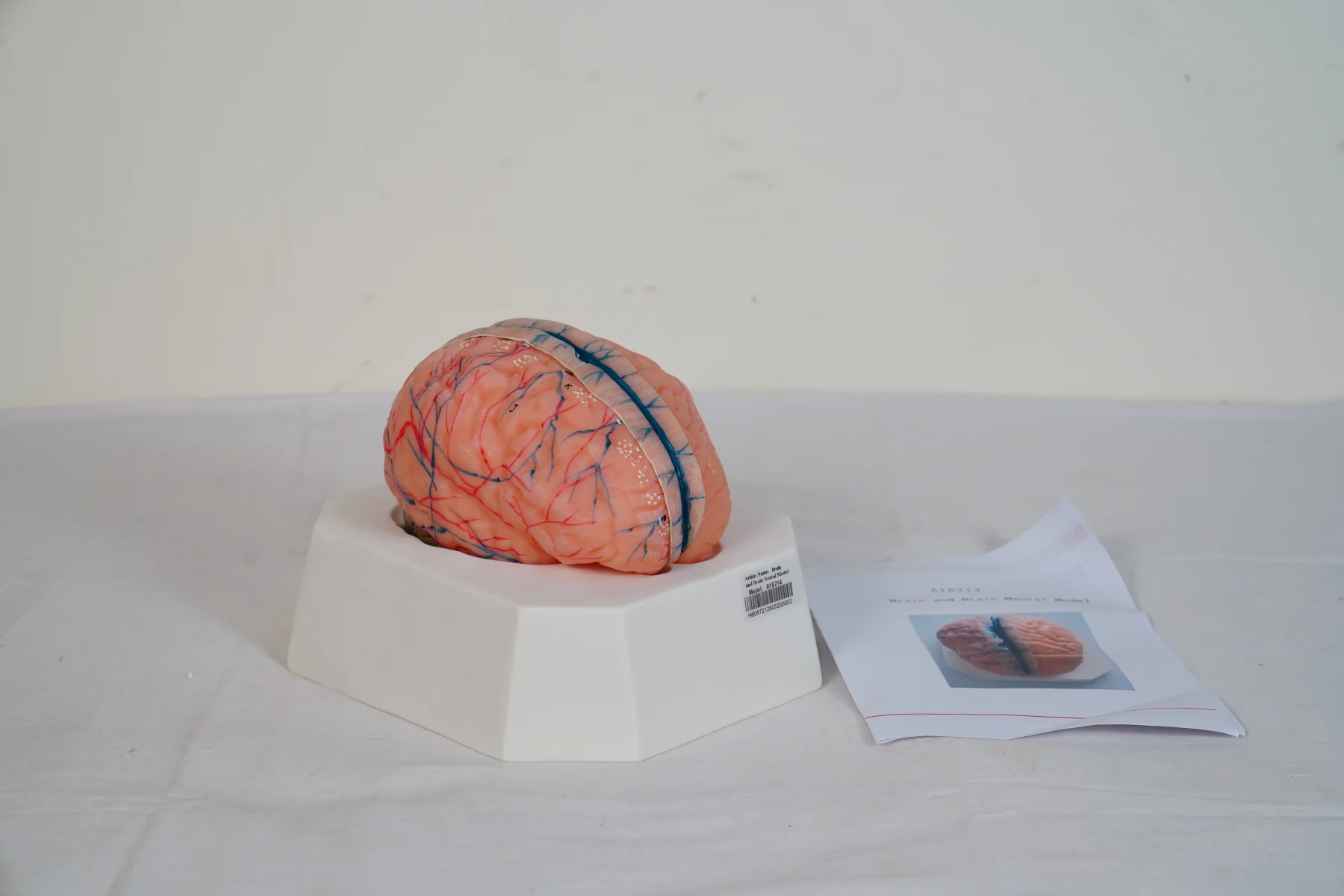 Brain and Brain Neural Model thumbnail 2