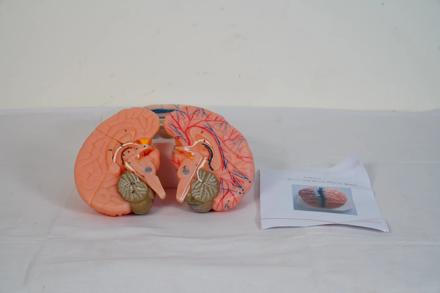 Brain and Brain Neural Model thumbnail 3