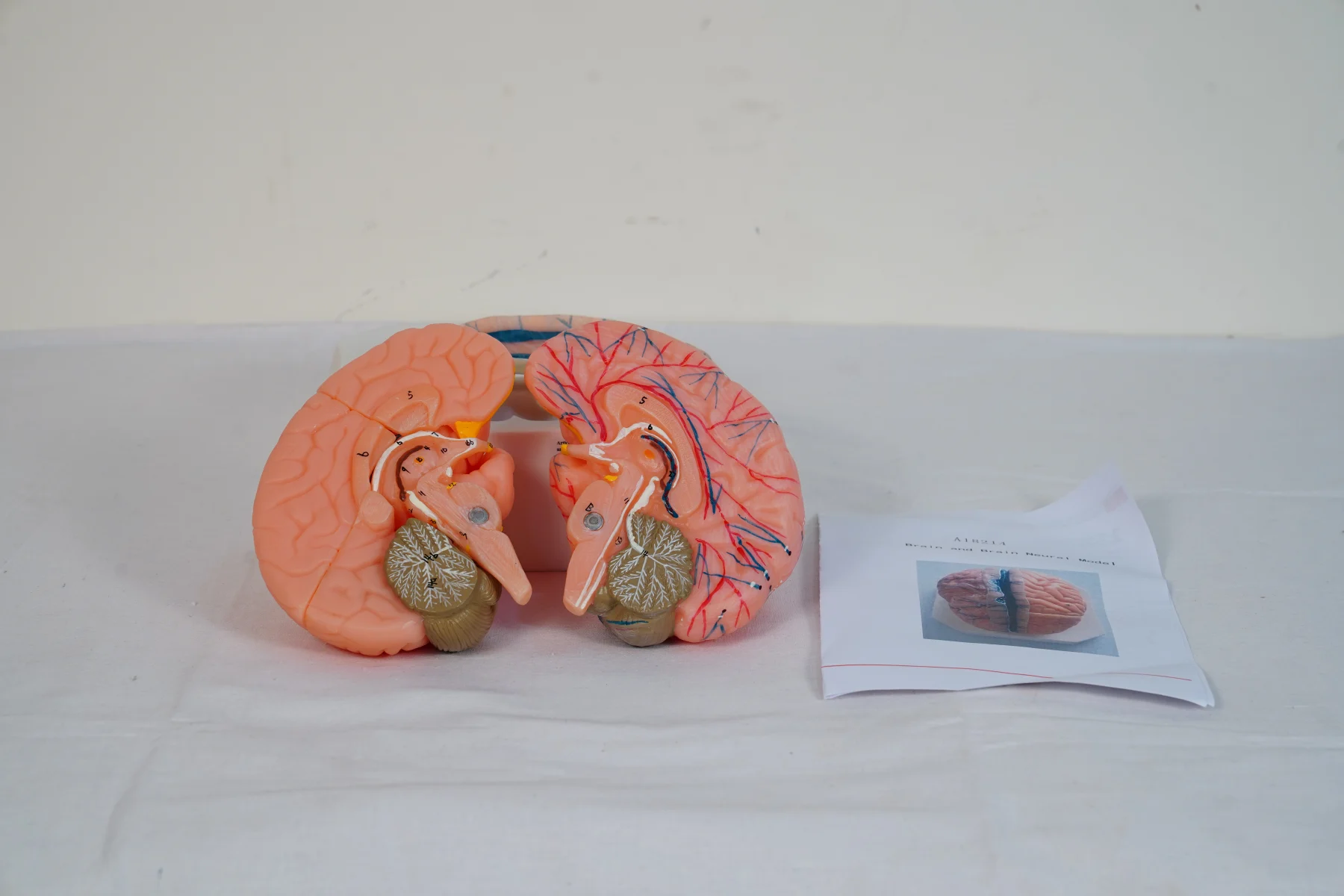 Brain and Brain Neural Model thumbnail 4