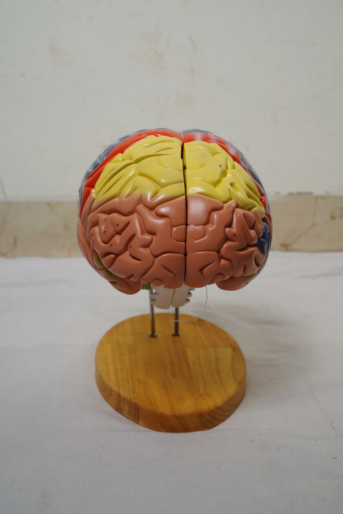 Brain Model Deluxe Enlarged 4 Parts thumbnail 4