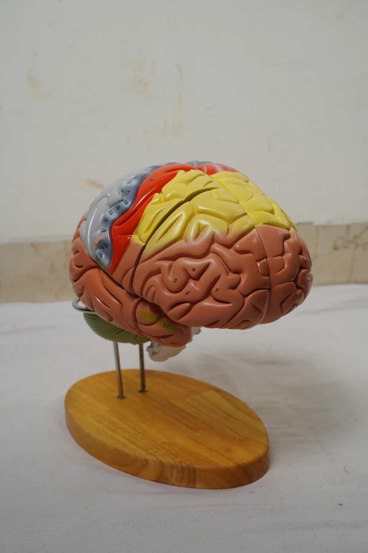 Brain Model Deluxe Enlarged 4 Parts