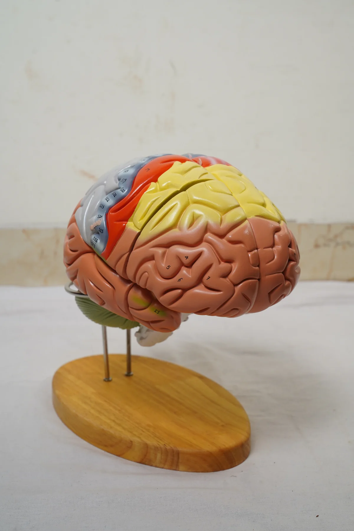 Brain Model Deluxe Enlarged 4 Parts thumbnail 2