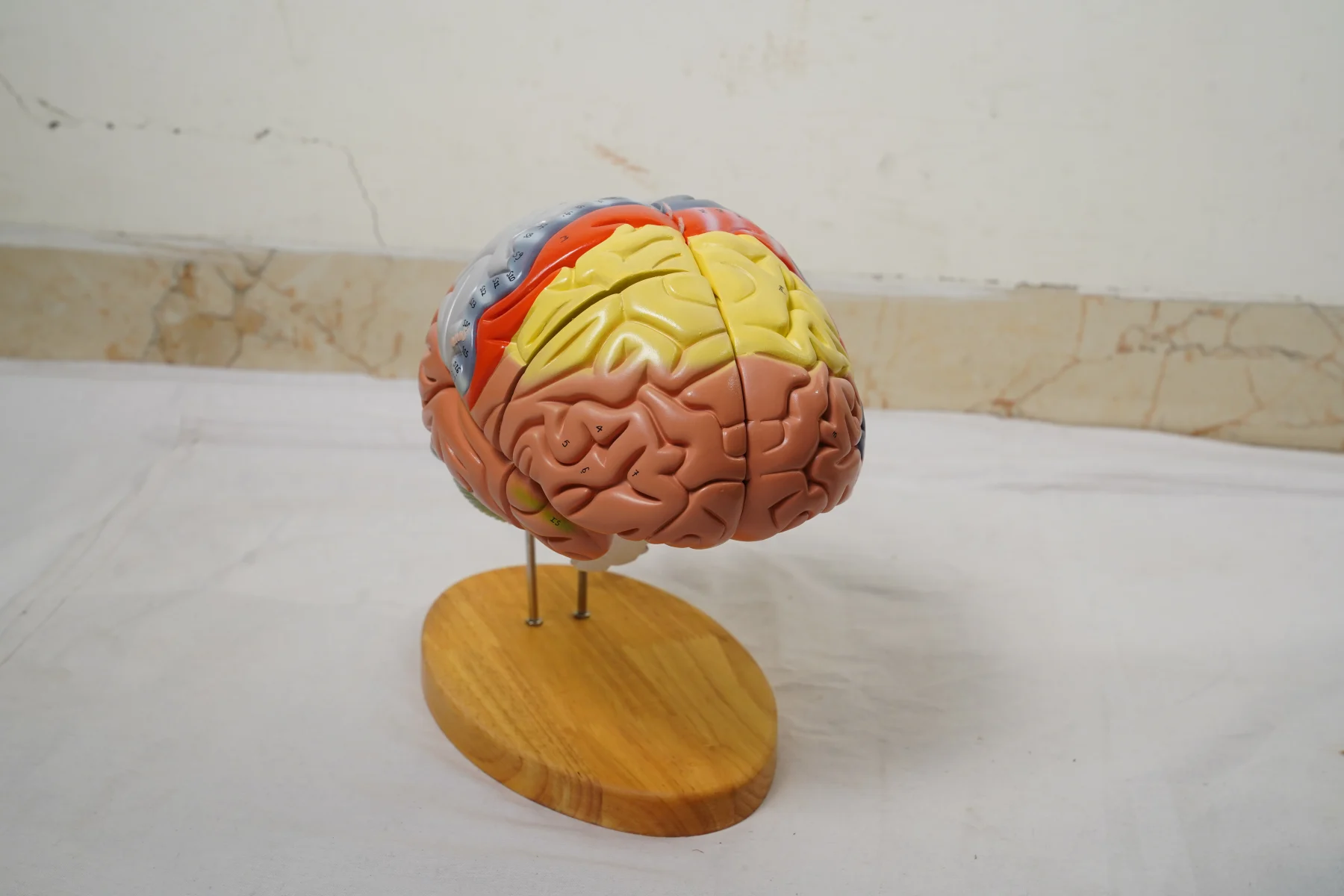 Brain Model Deluxe Enlarged 4 Parts thumbnail 3