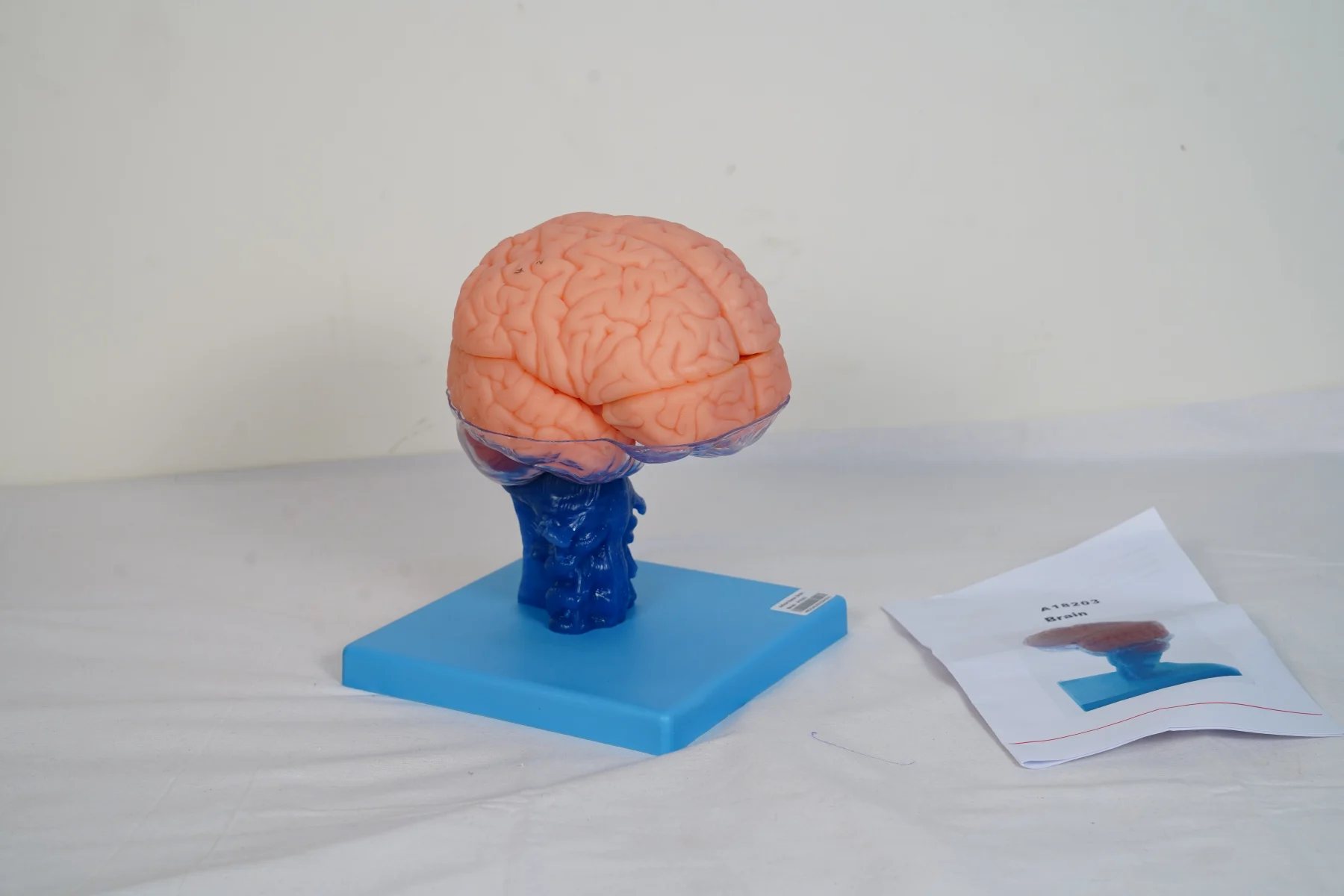Brain thumbnail 4