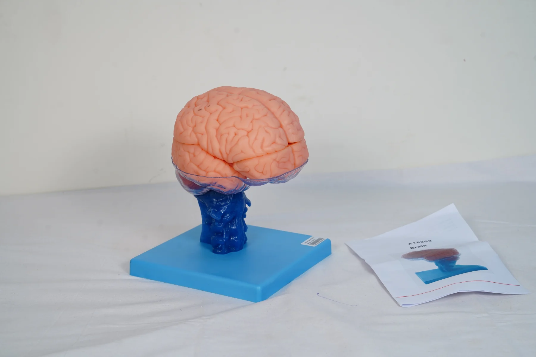 Brain thumbnail 2