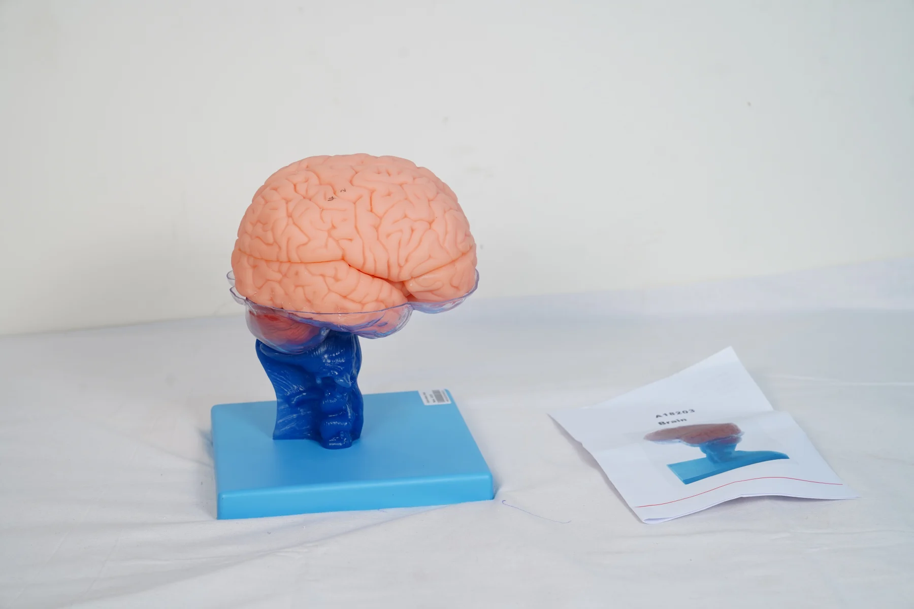 Brain thumbnail 3