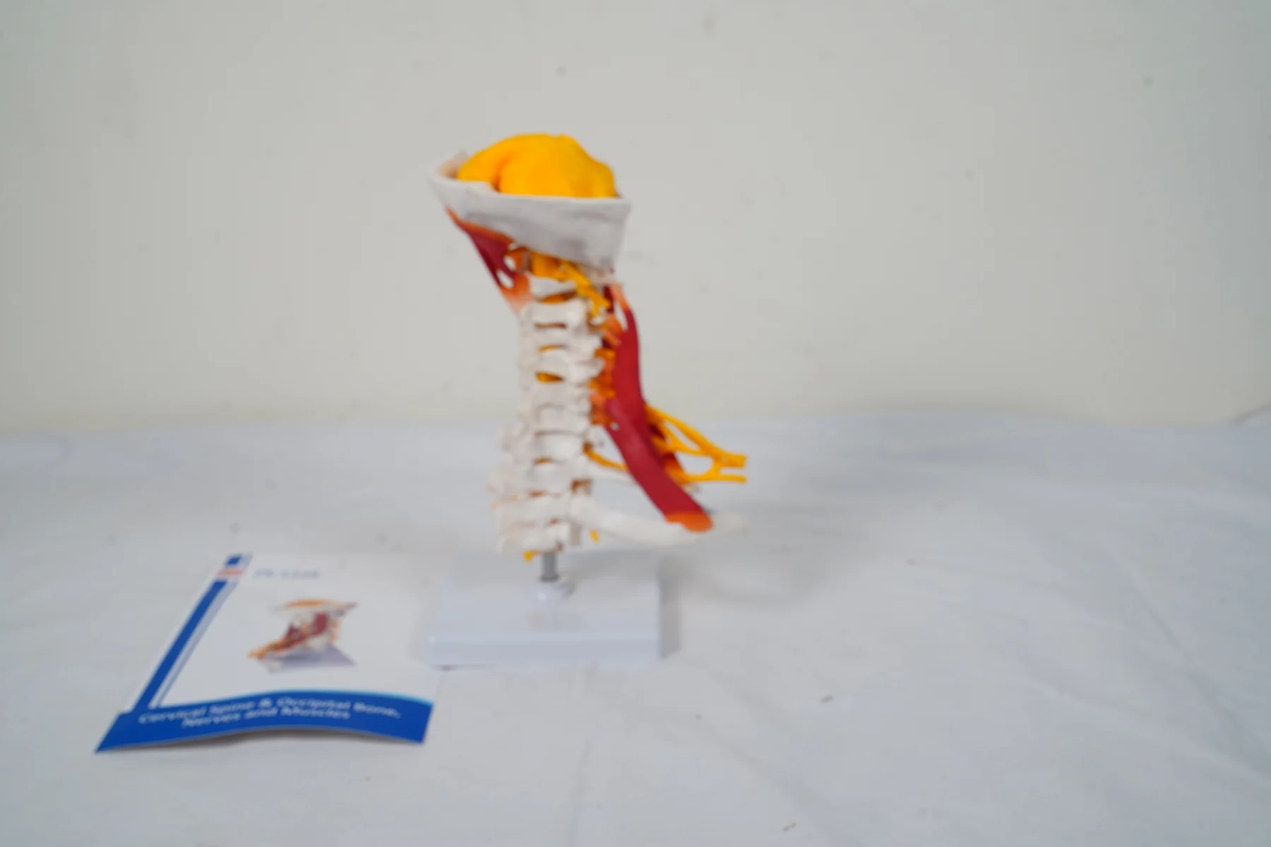 Cervical Spine and Occipital Bone Nerves and Muscles thumbnail 8