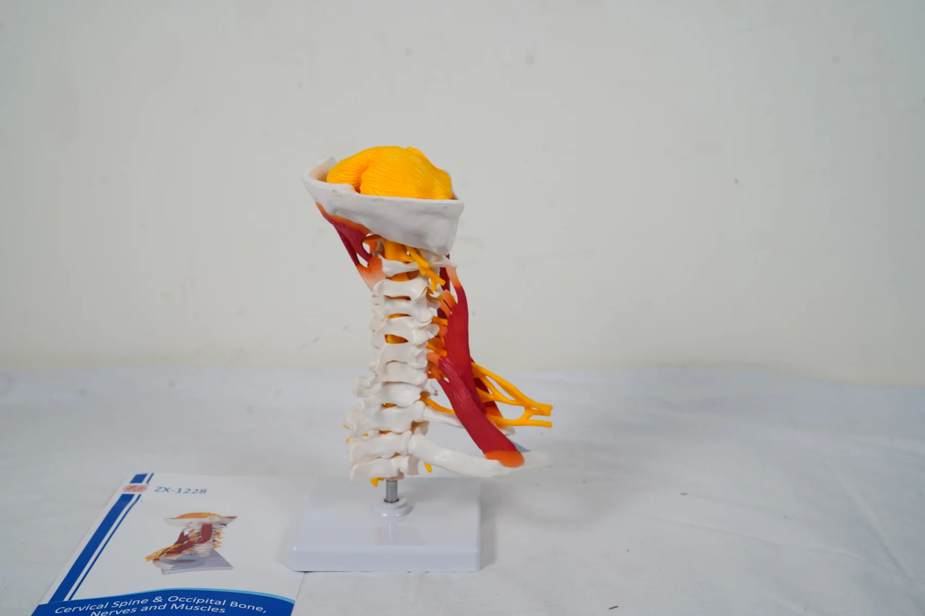 Cervical Spine and Occipital Bone Nerves and Muscles thumbnail 7