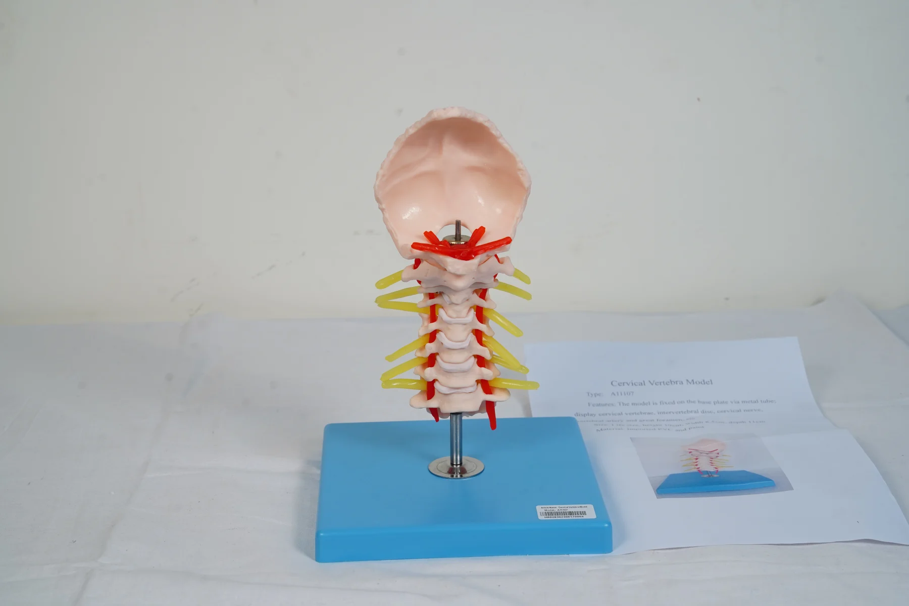 Cervical Vertebra Model thumbnail 3