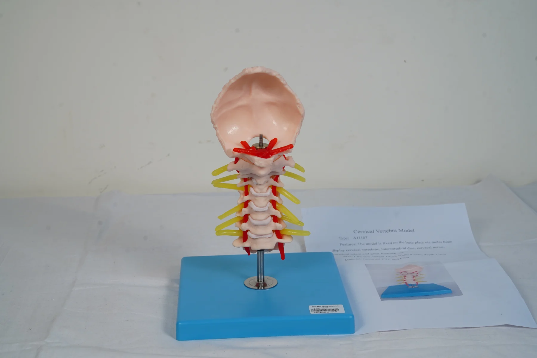 Cervical Vertebra Model