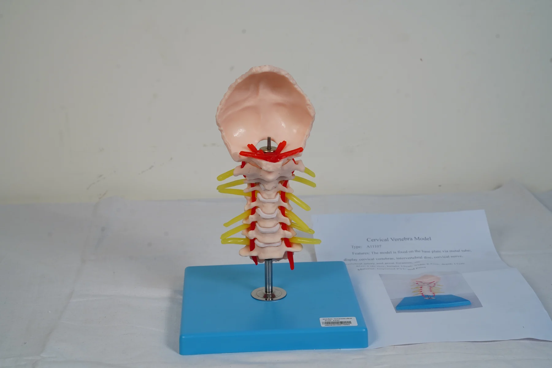 Cervical Vertebra Model thumbnail 2
