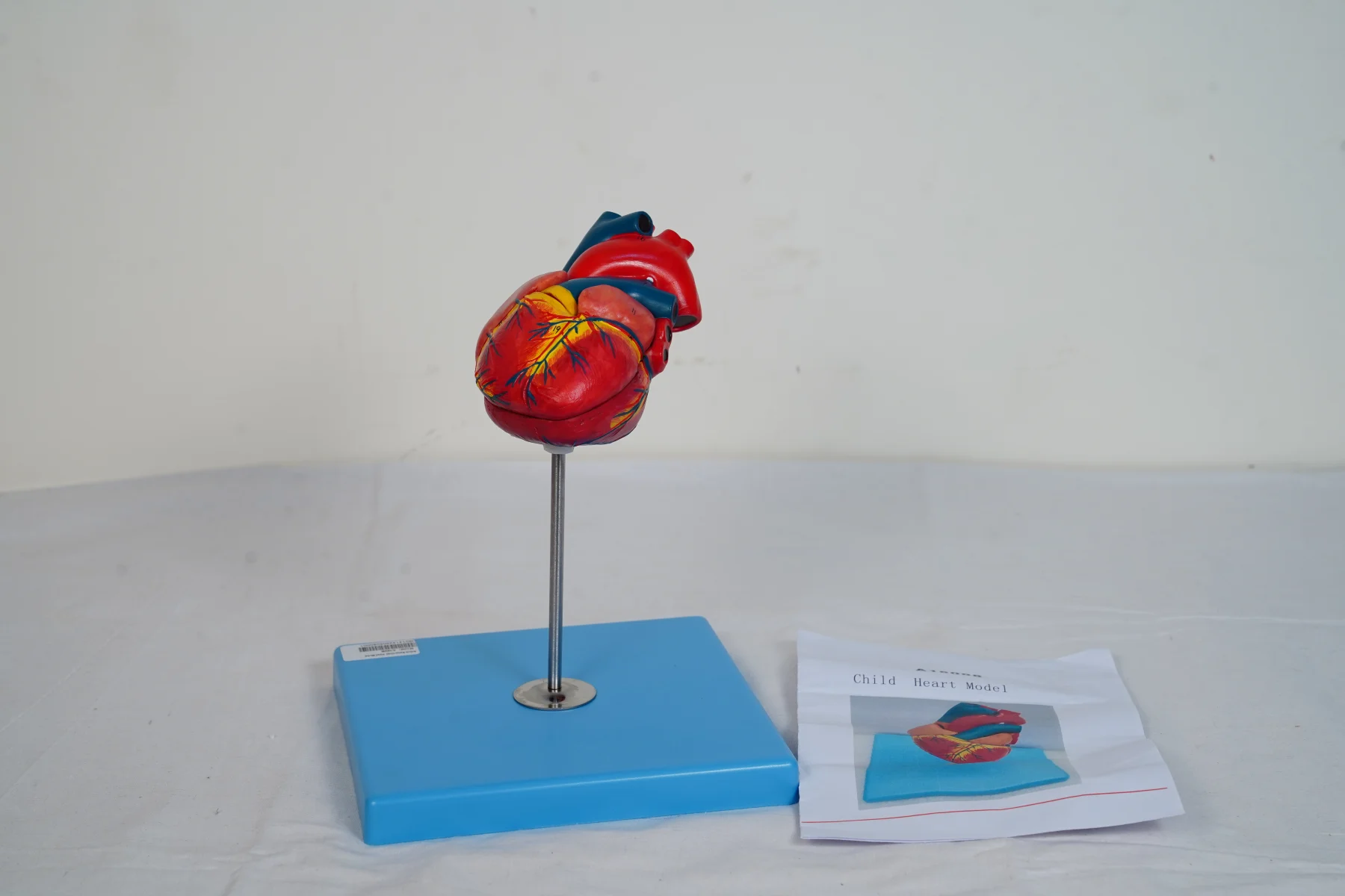 Child Heart Model thumbnail 2