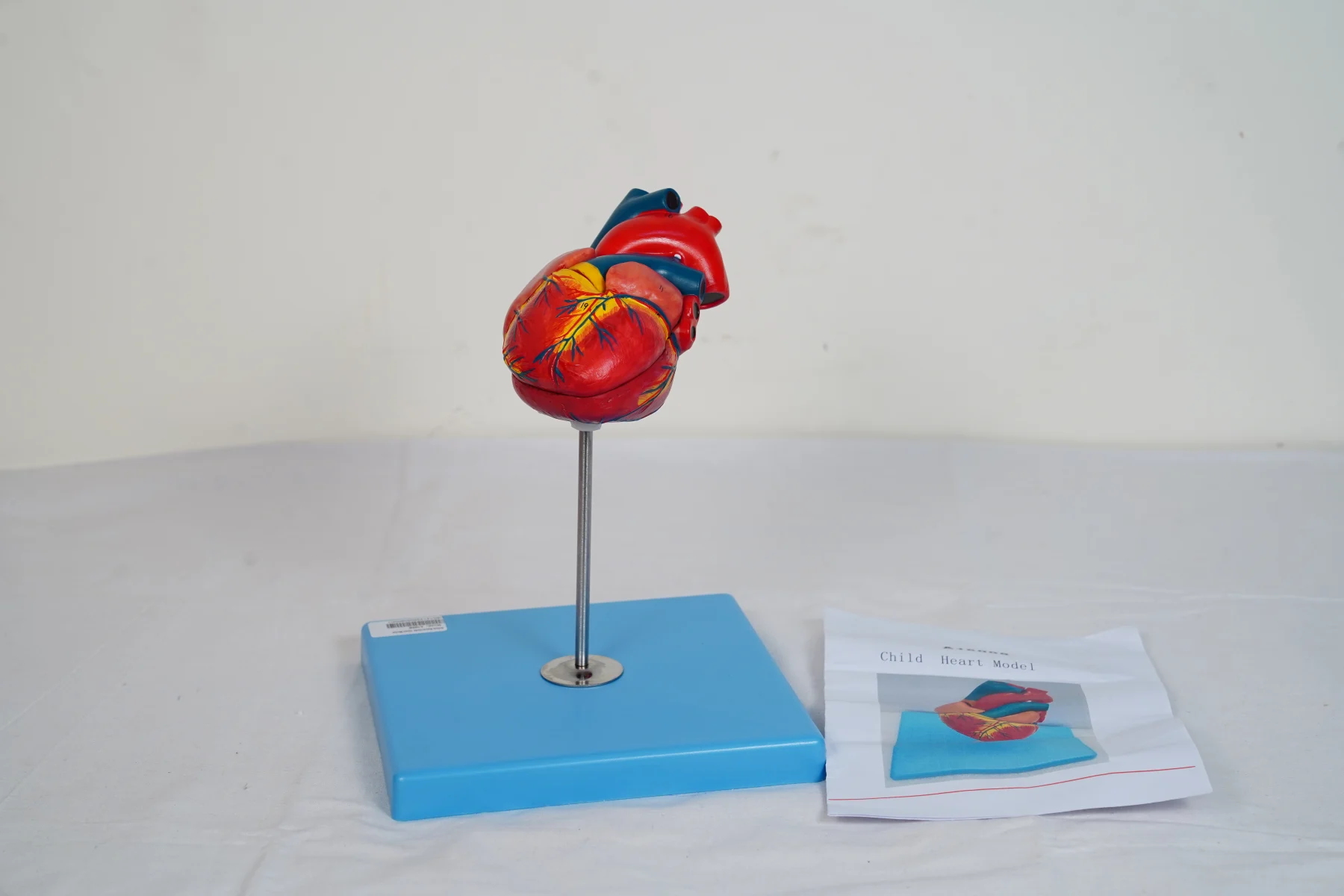 Child Heart Model
