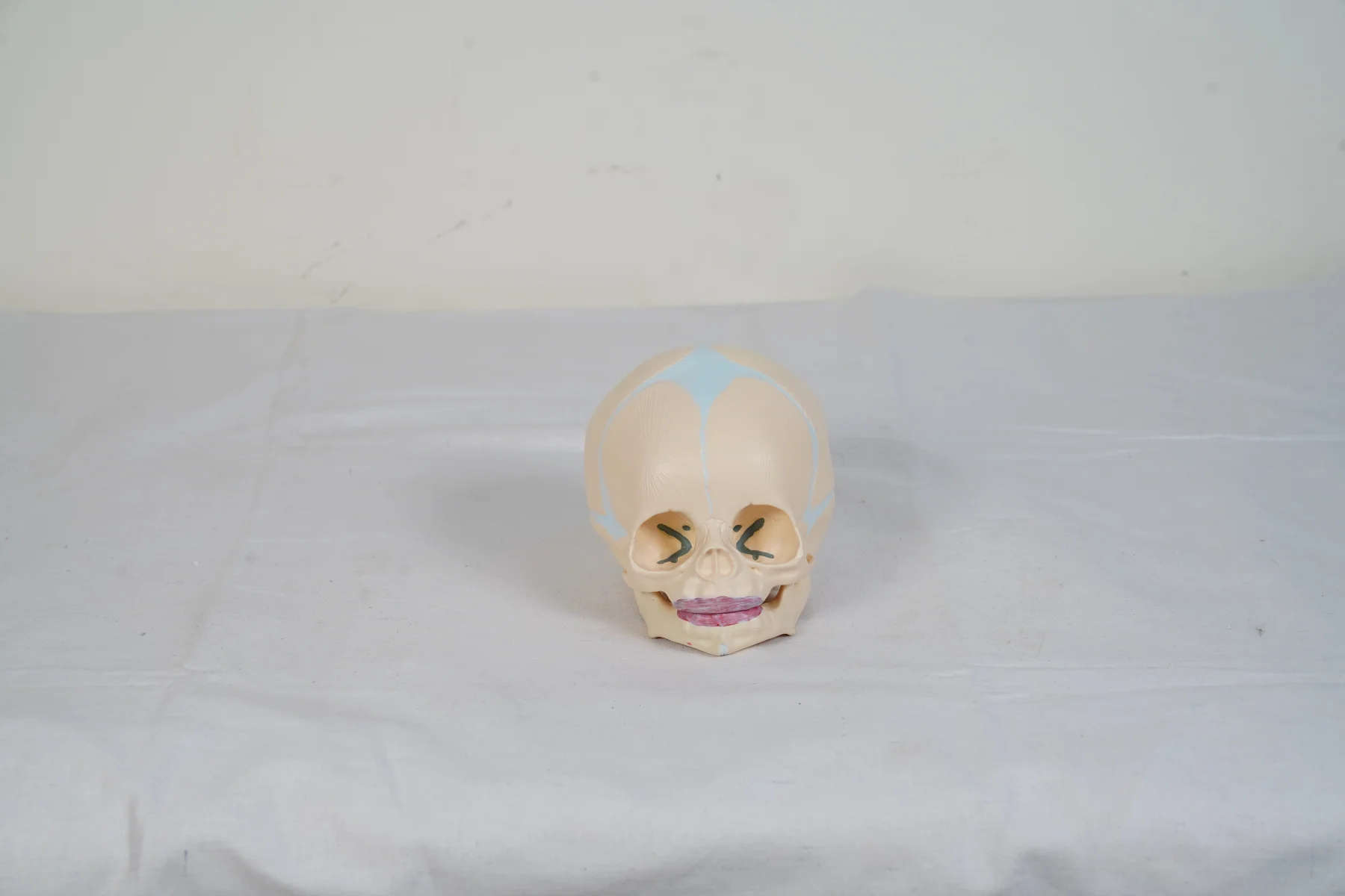 Children Skull Model thumbnail 2