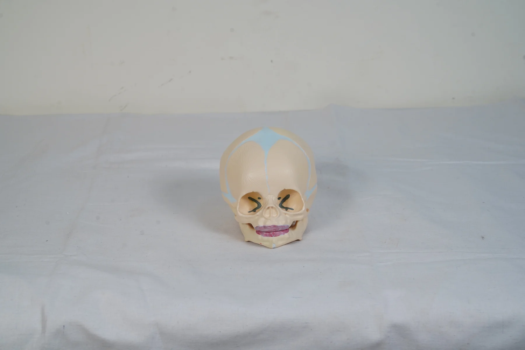 Children Skull Model