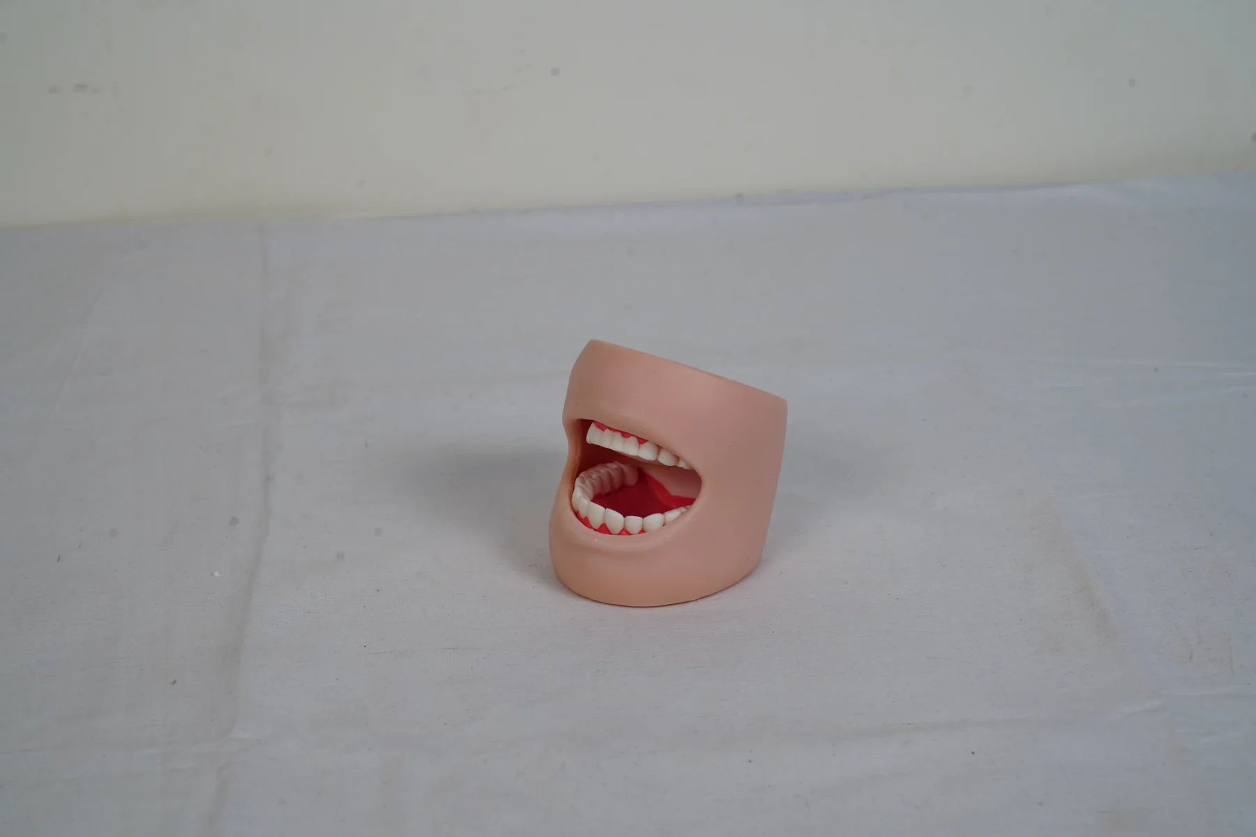 Dental Care Model With Cheek