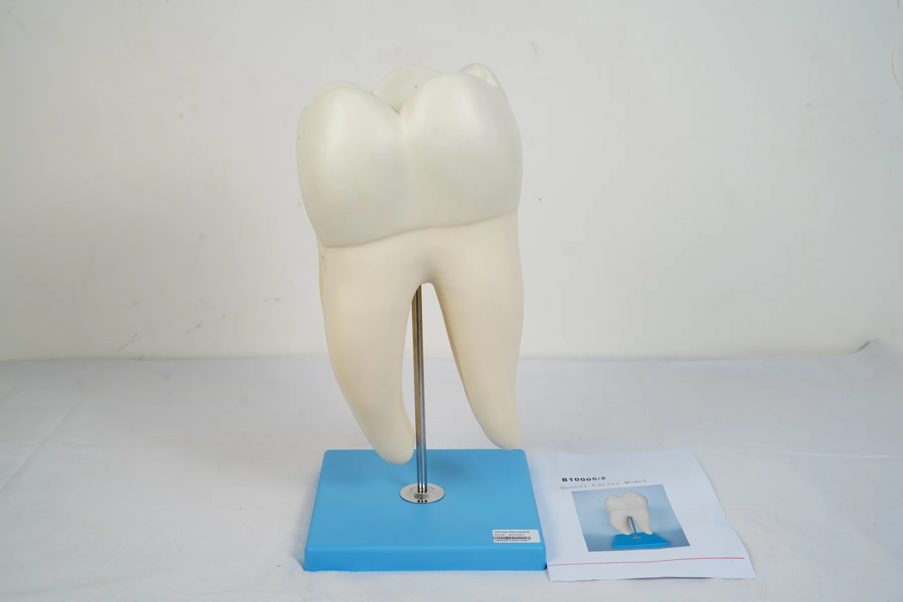 Dental Caries Model thumbnail 5