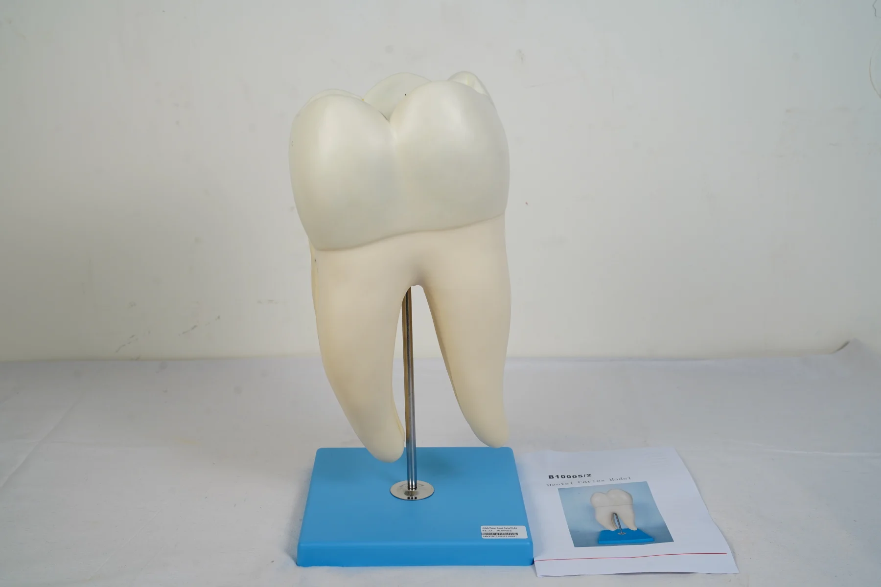 Dental Caries Model