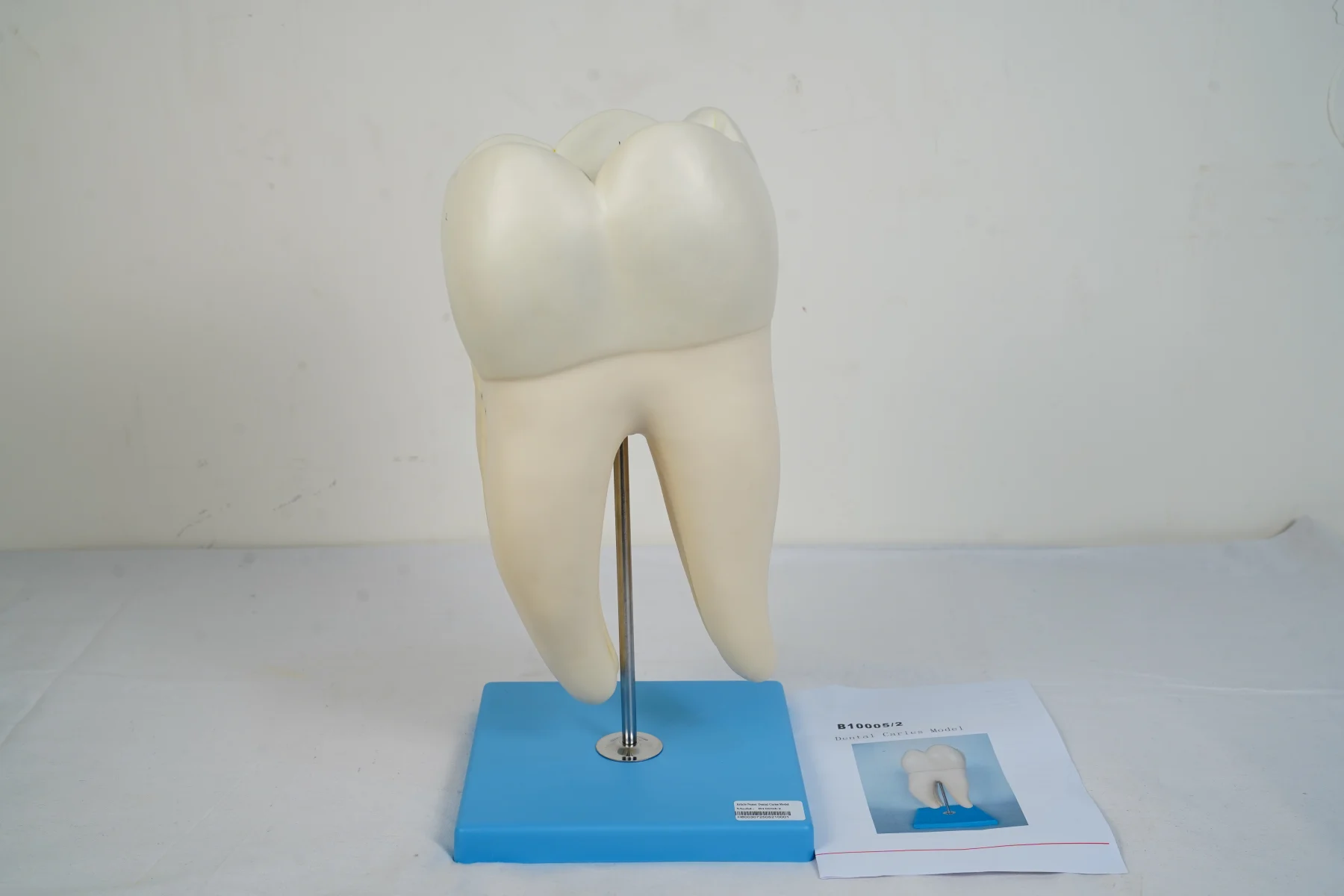 Dental Caries Model thumbnail 2