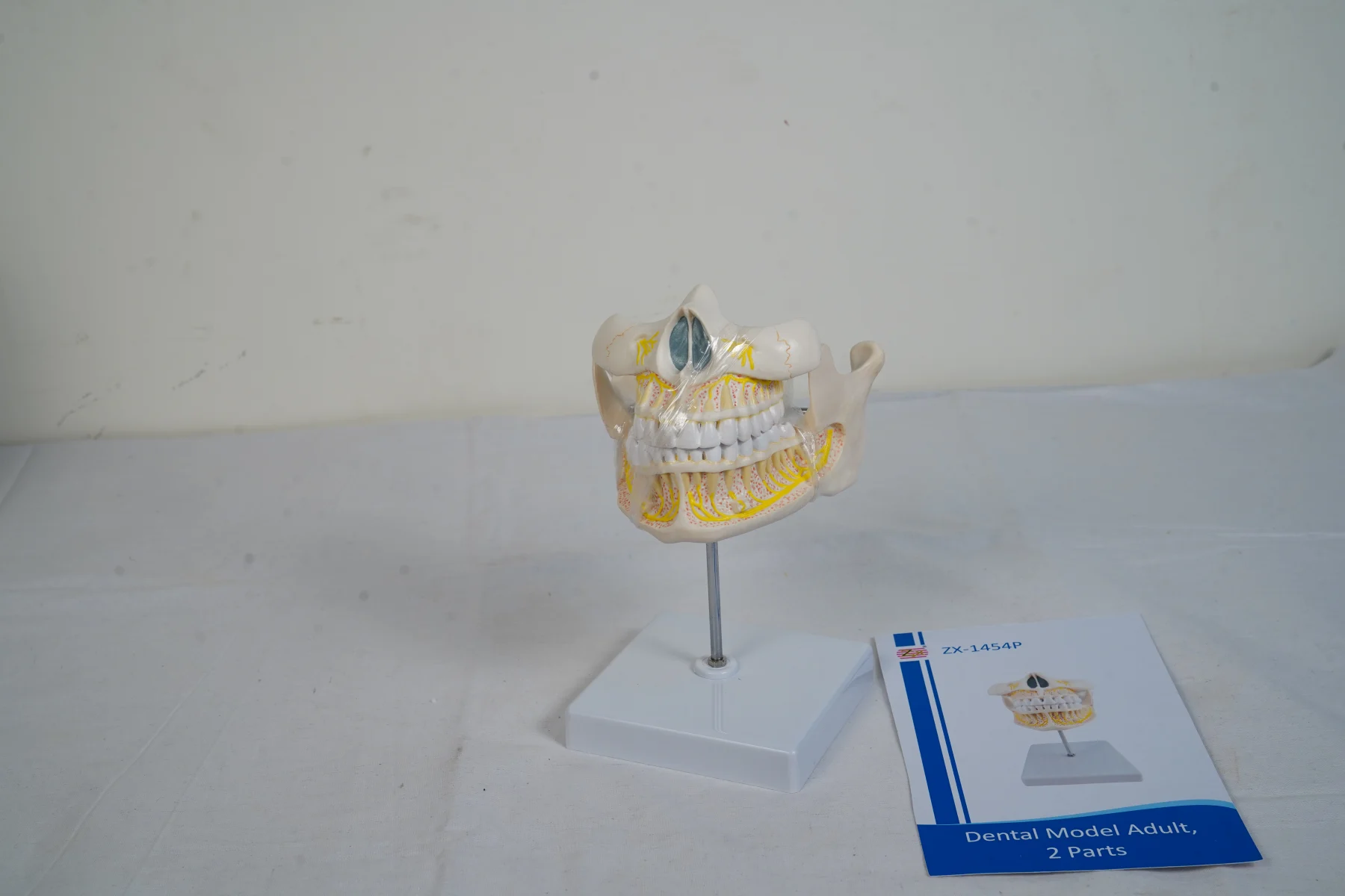 Dental Model Adult 2 Parts thumbnail 2