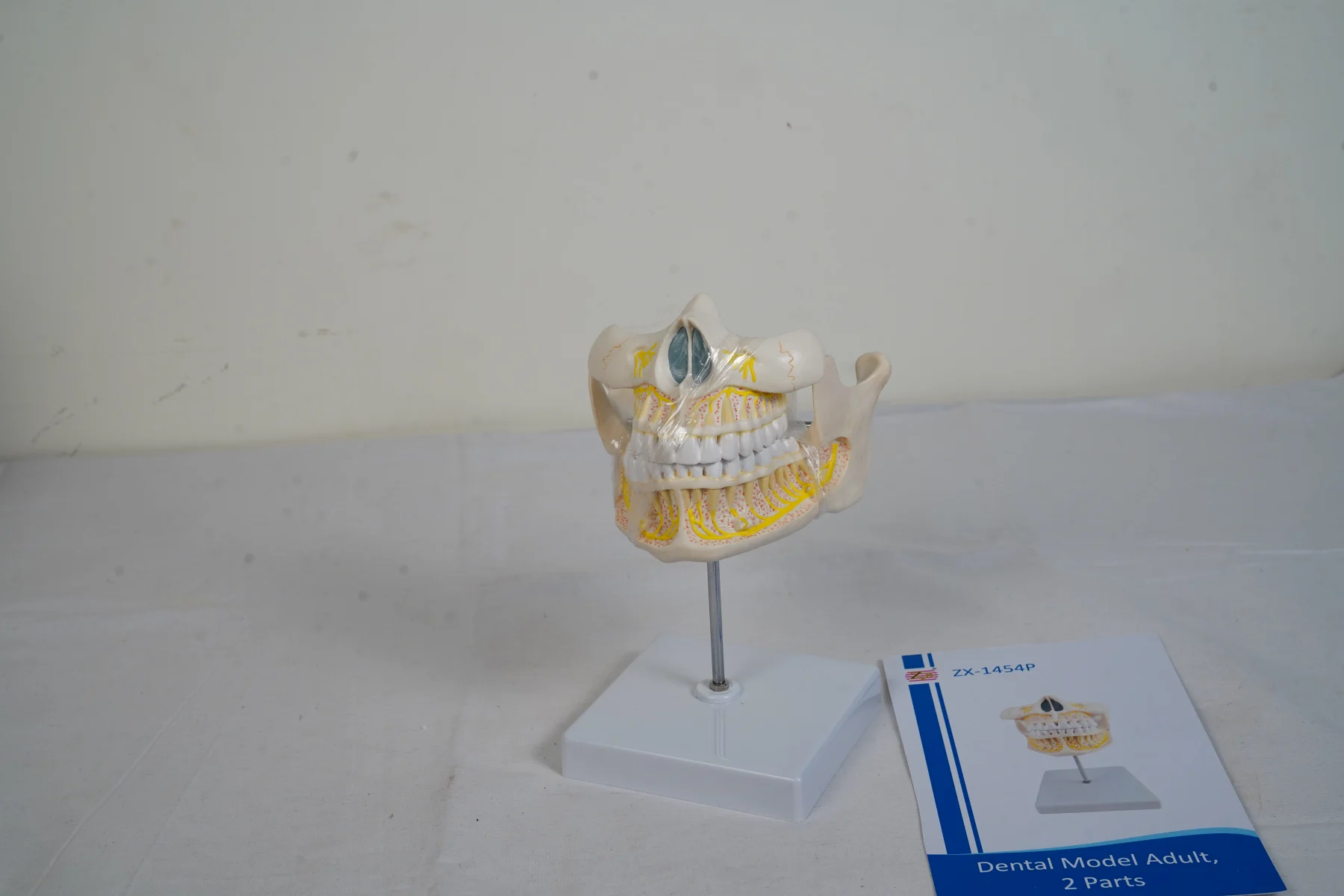 Dental Model Adult 2 Parts