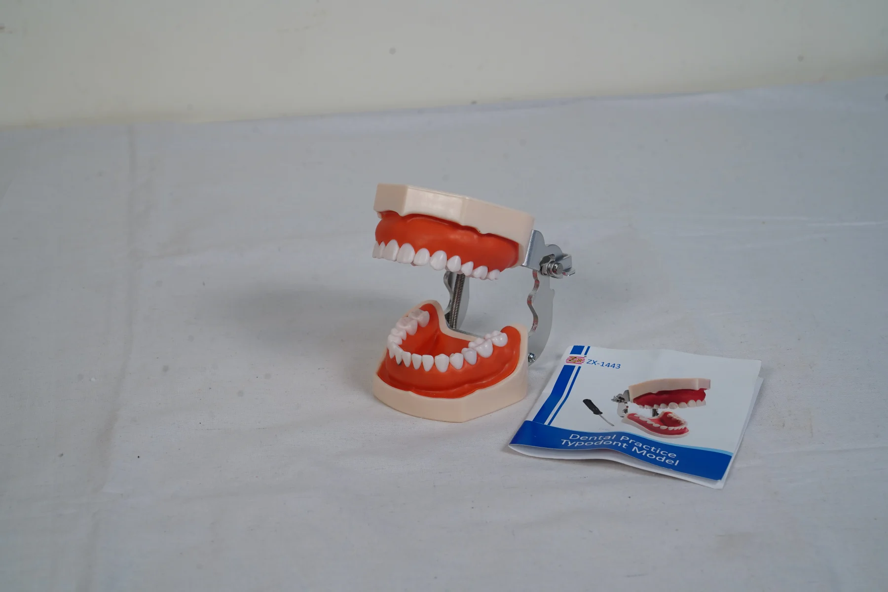 Dental Practice Typodont Model thumbnail 2