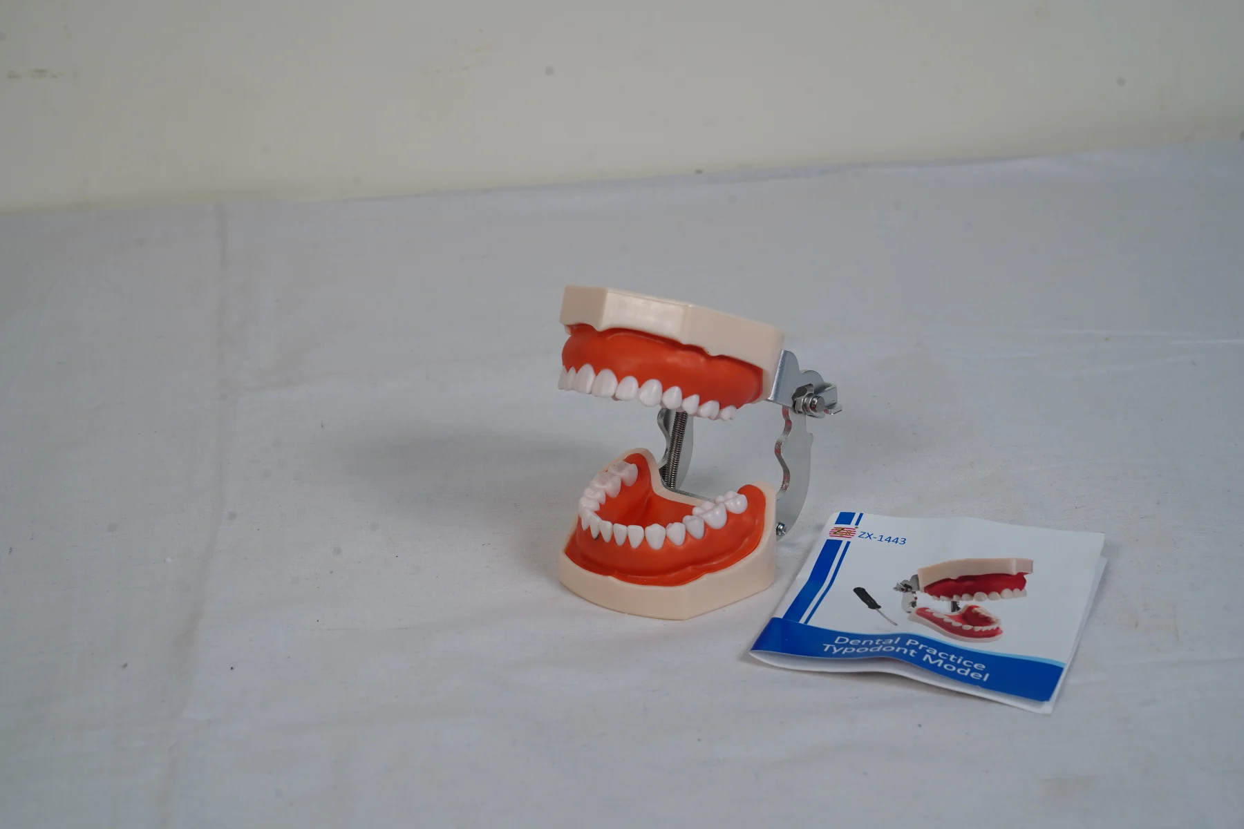 Dental Practice Typodont Model