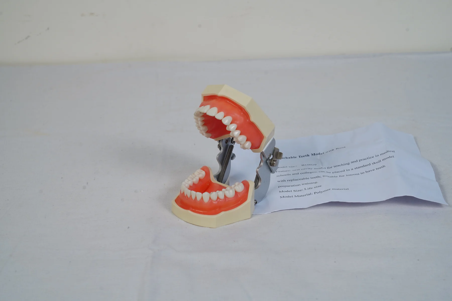 Detachable Teeth Model With Root thumbnail 4