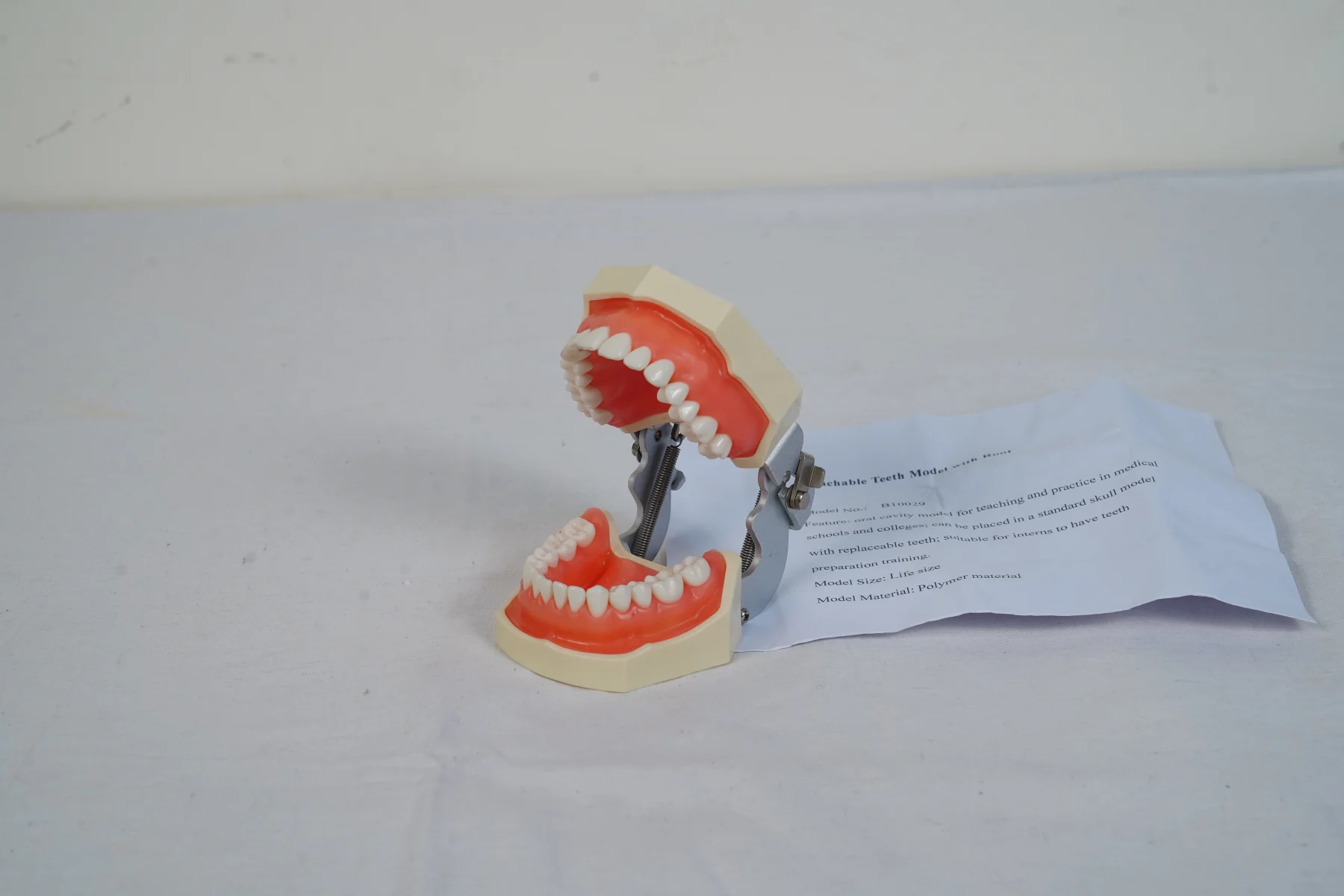 Detachable Teeth Model With Root