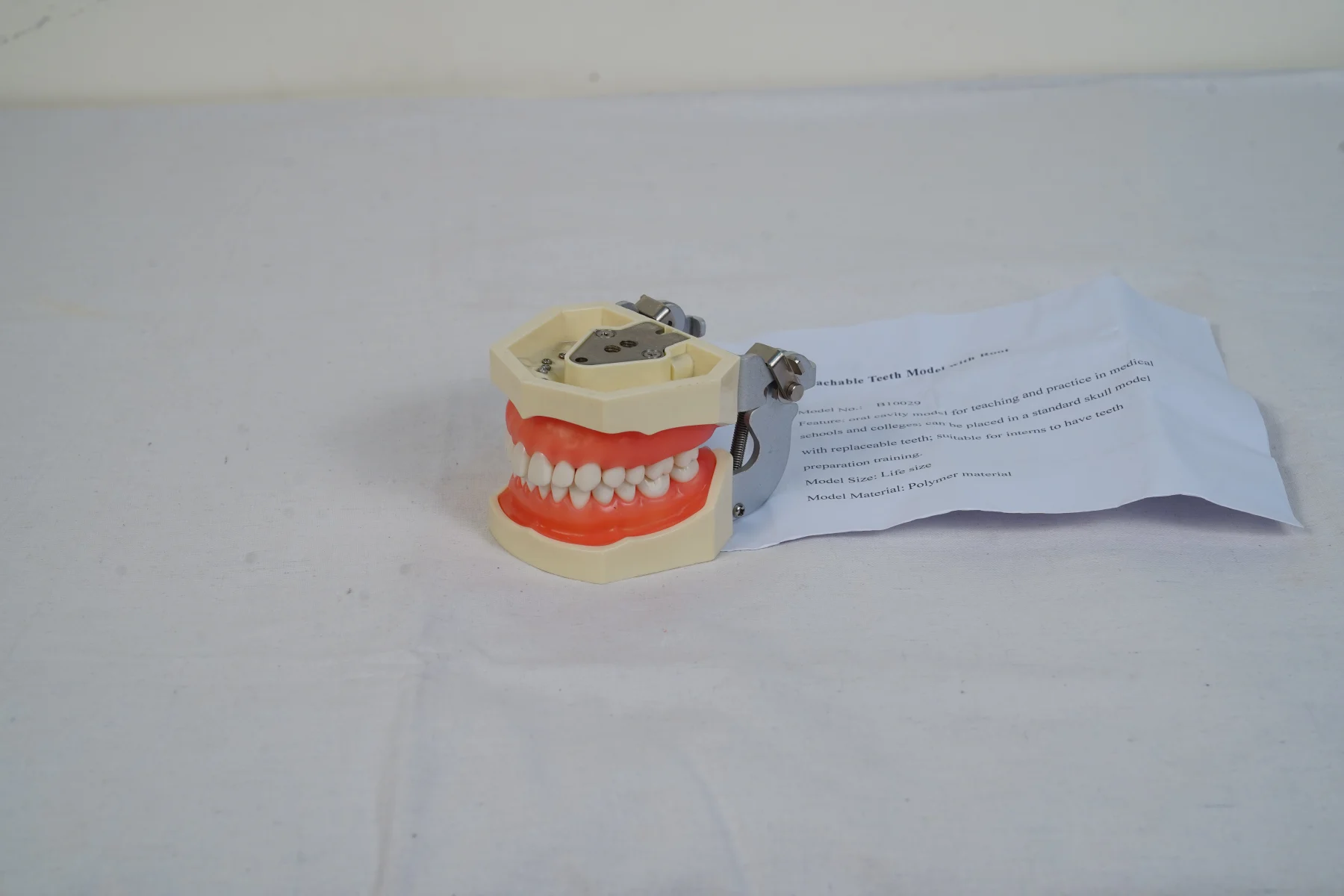 Detachable Teeth Model With Root thumbnail 2