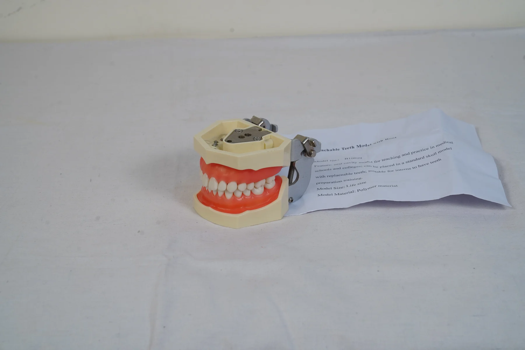 Detachable Teeth Model With Root thumbnail 3