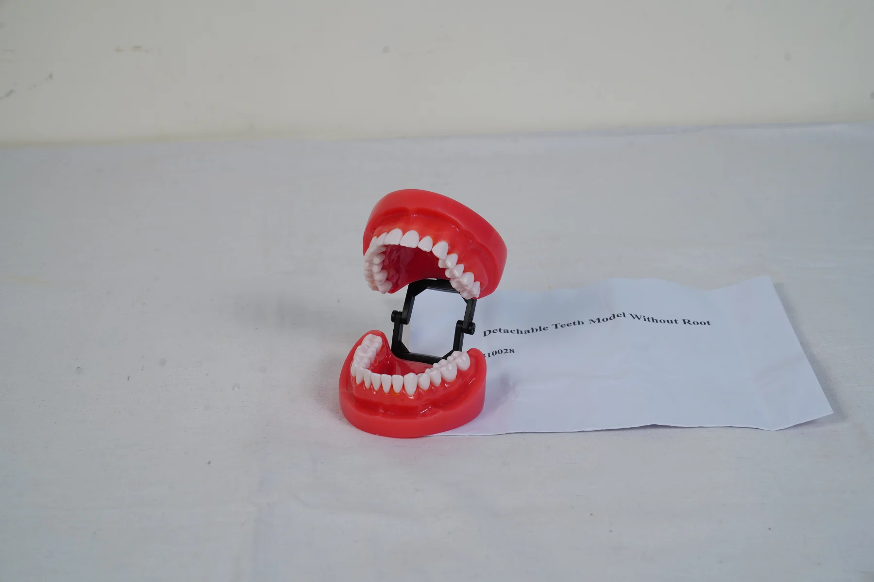 Detachable Teeth Model Without Root thumbnail 4