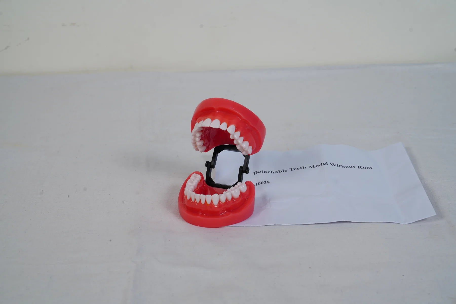 Detachable Teeth Model Without Root