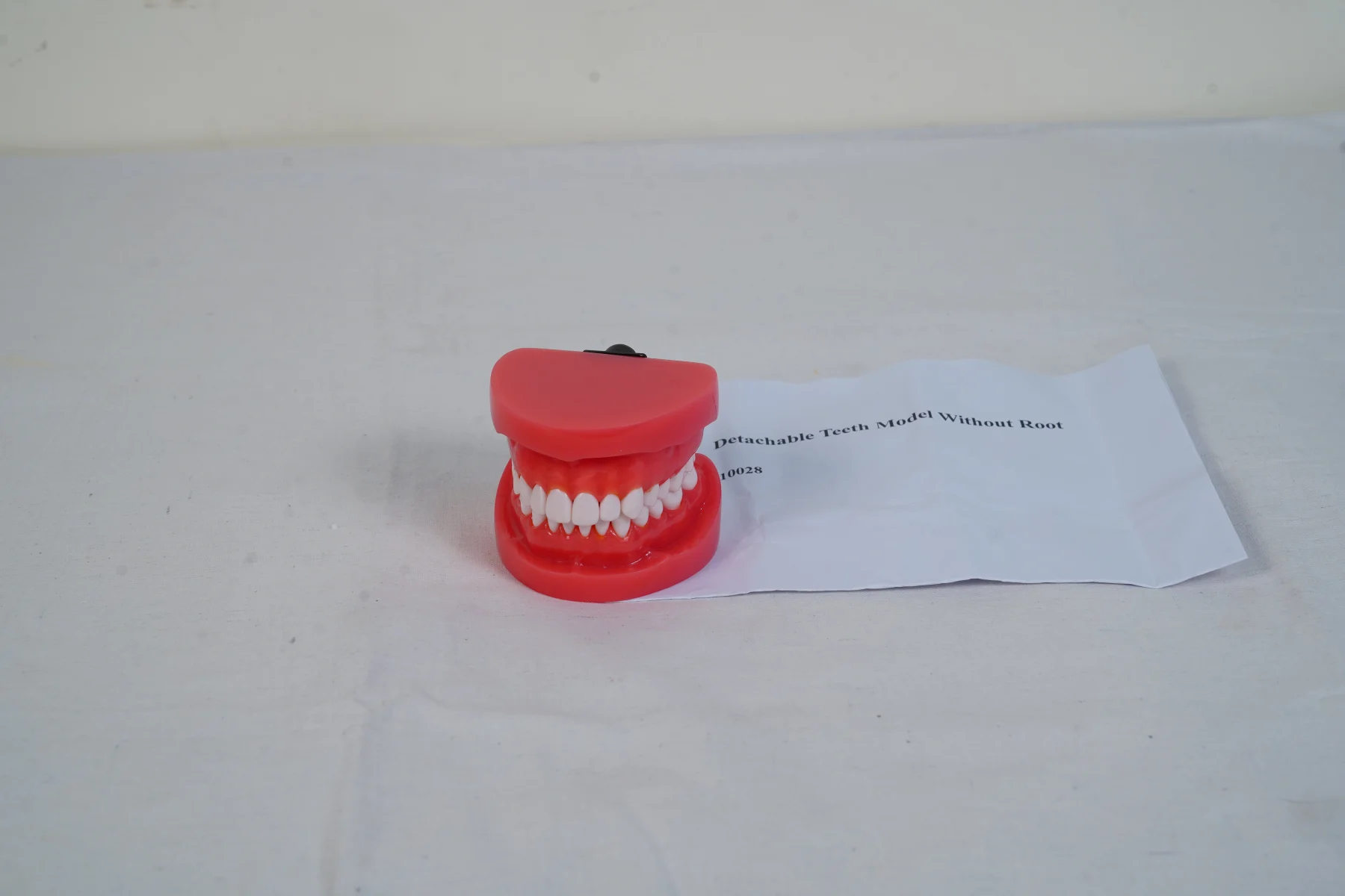 Detachable Teeth Model Without Root thumbnail 2