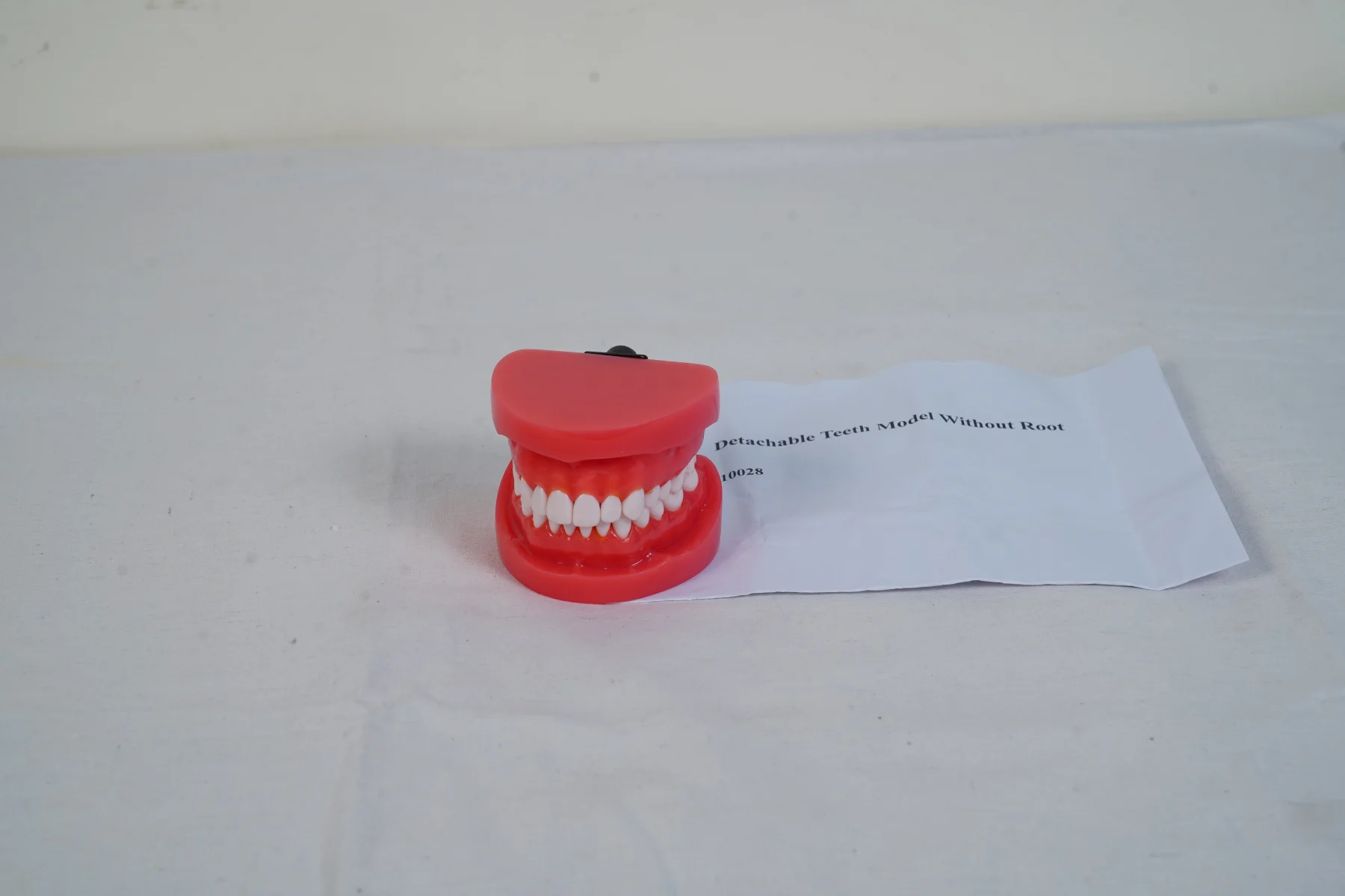 Detachable Teeth Model Without Root thumbnail 3